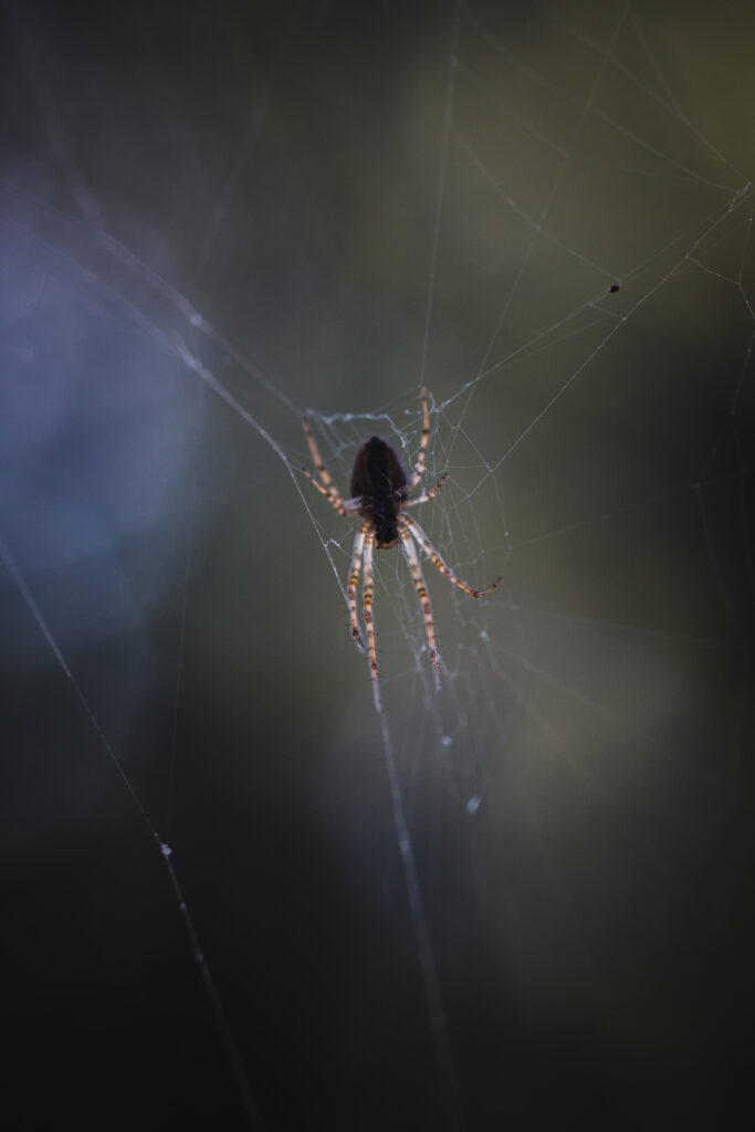 Macro photo of a spider in a web in a dark forest
