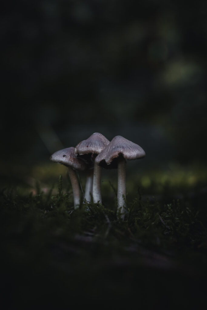 Photograph of 3 mushrooms on the forest floor in Stockhill Woods