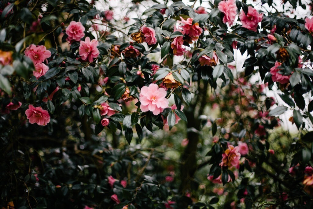 Aesthetic Photography Ideas