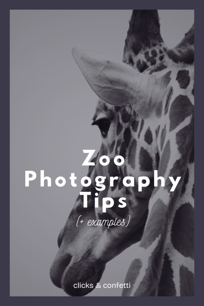 Zoo Photography Tips