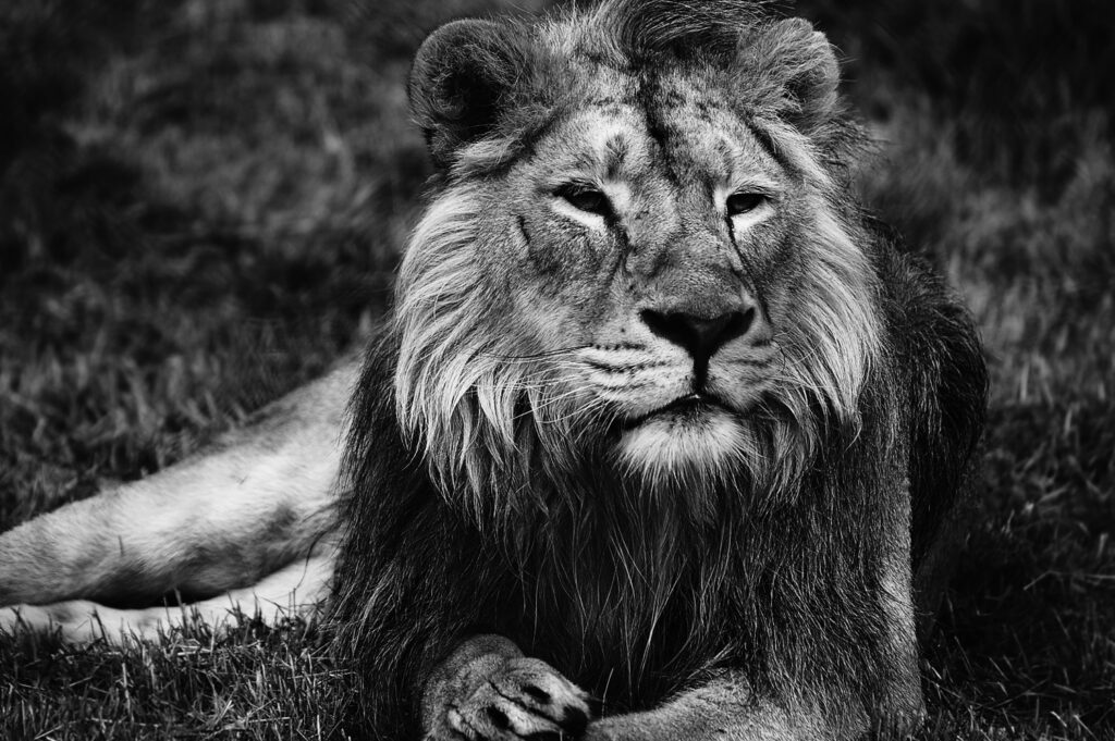 Black and white photograph of a Lion at Chester Zoo