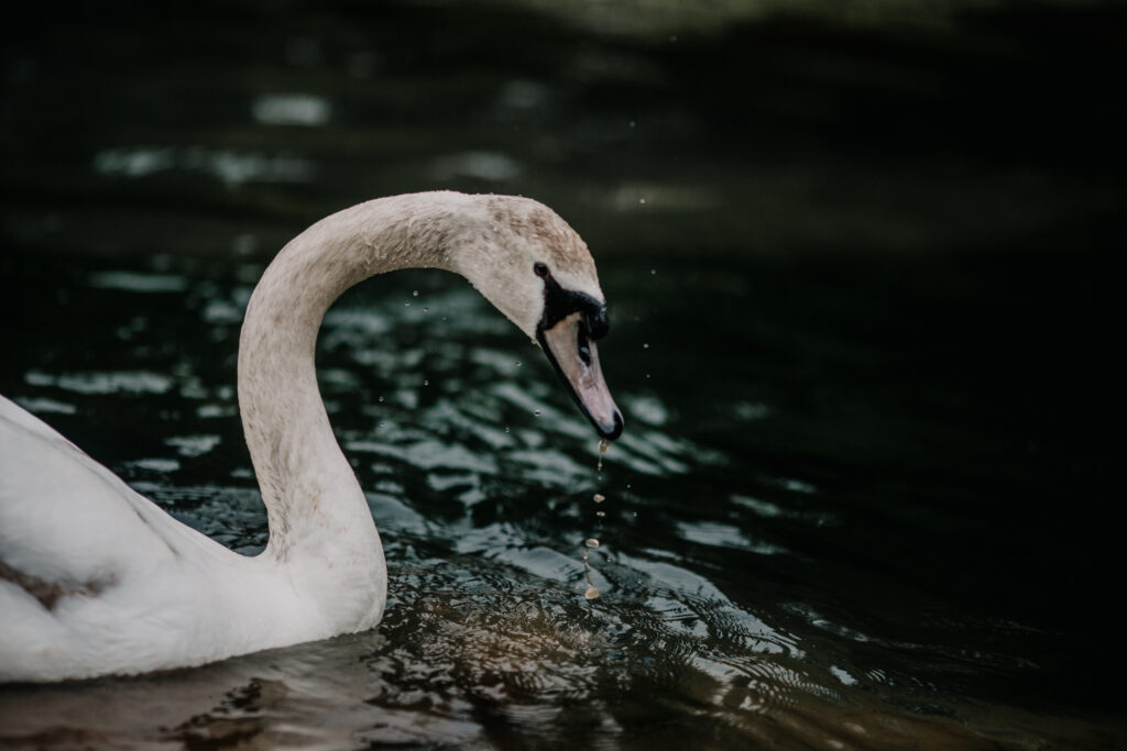 Example of a fast shutter speed - A picture of a swan at Bishops Palace in Wells with water droplets frozen in motion.