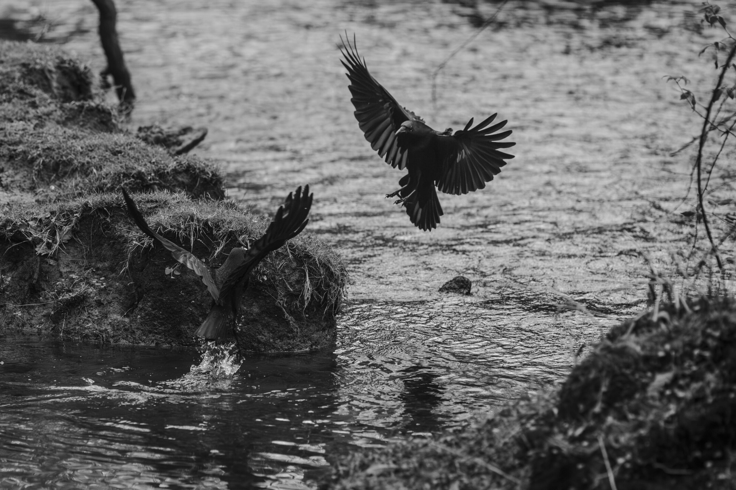 Picture of two crows flying out of a river, captured in black and white