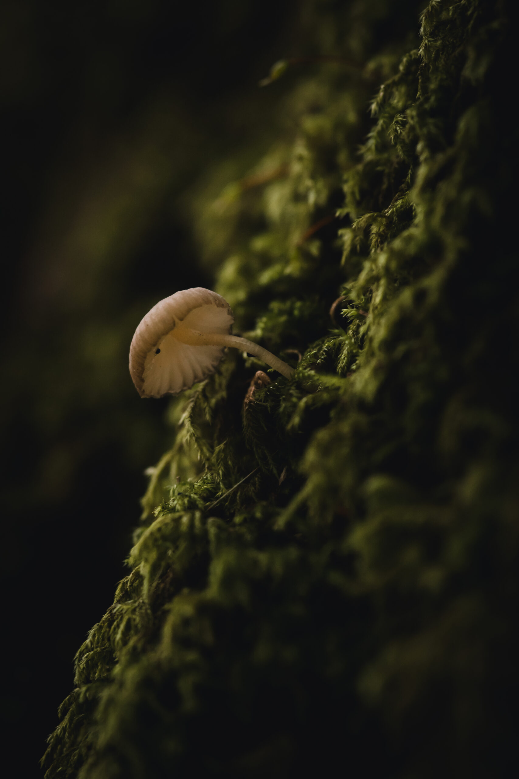 Mushroom photography - A mushroom growing from a mossy tree