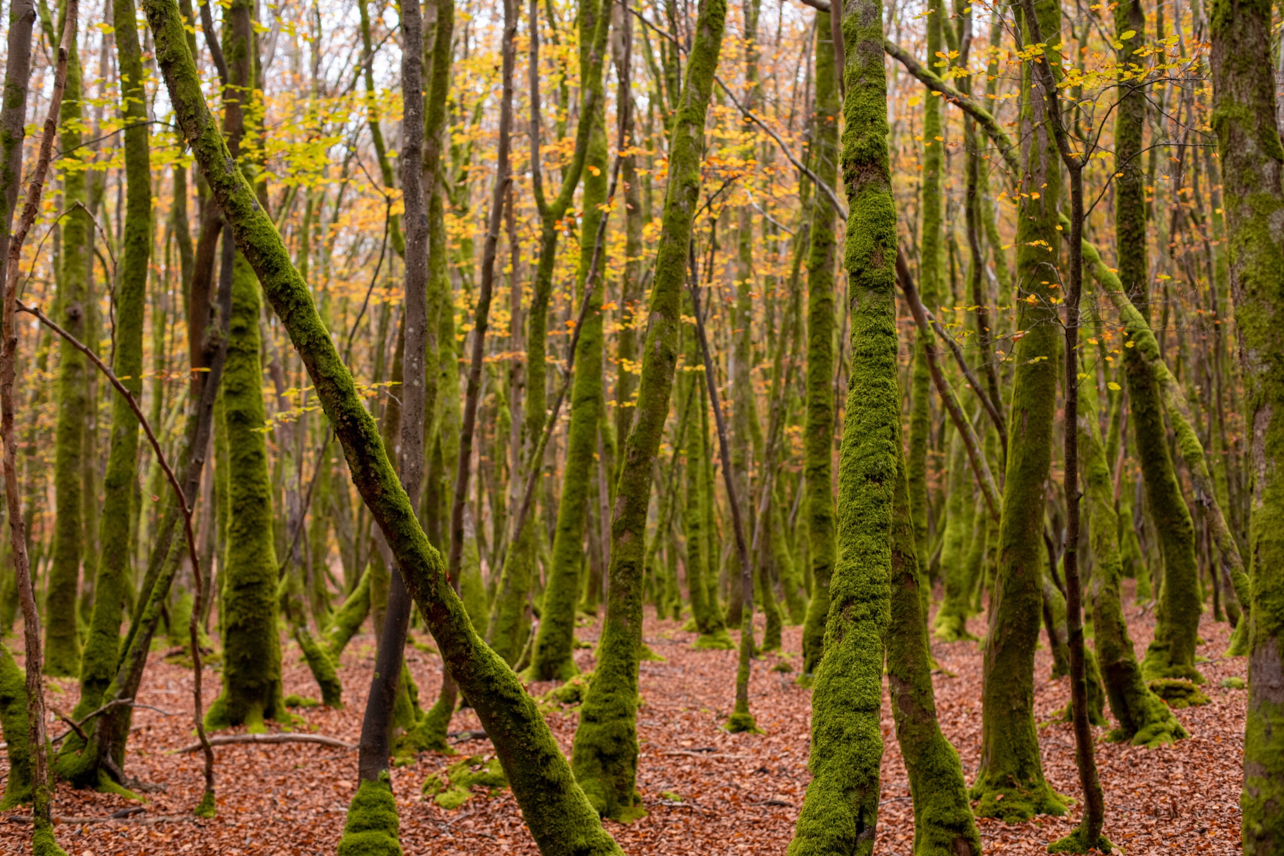 Picture of mossy trees