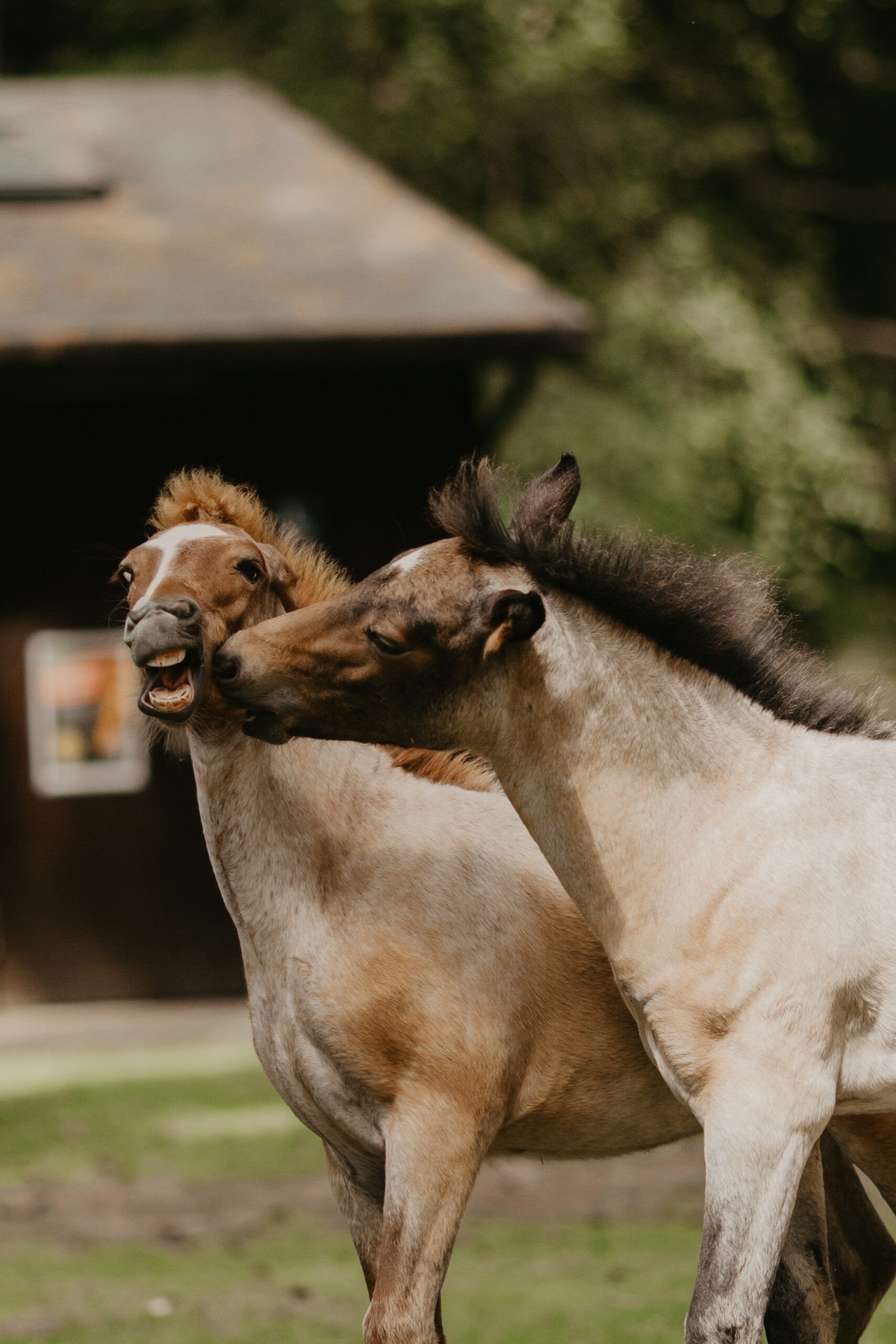 Funny picture of horses in the new forest