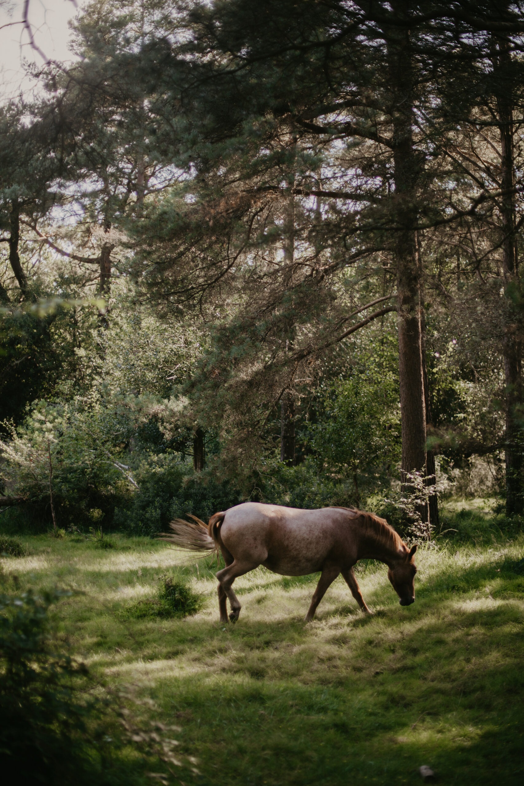 Picture of a horse in the new forest