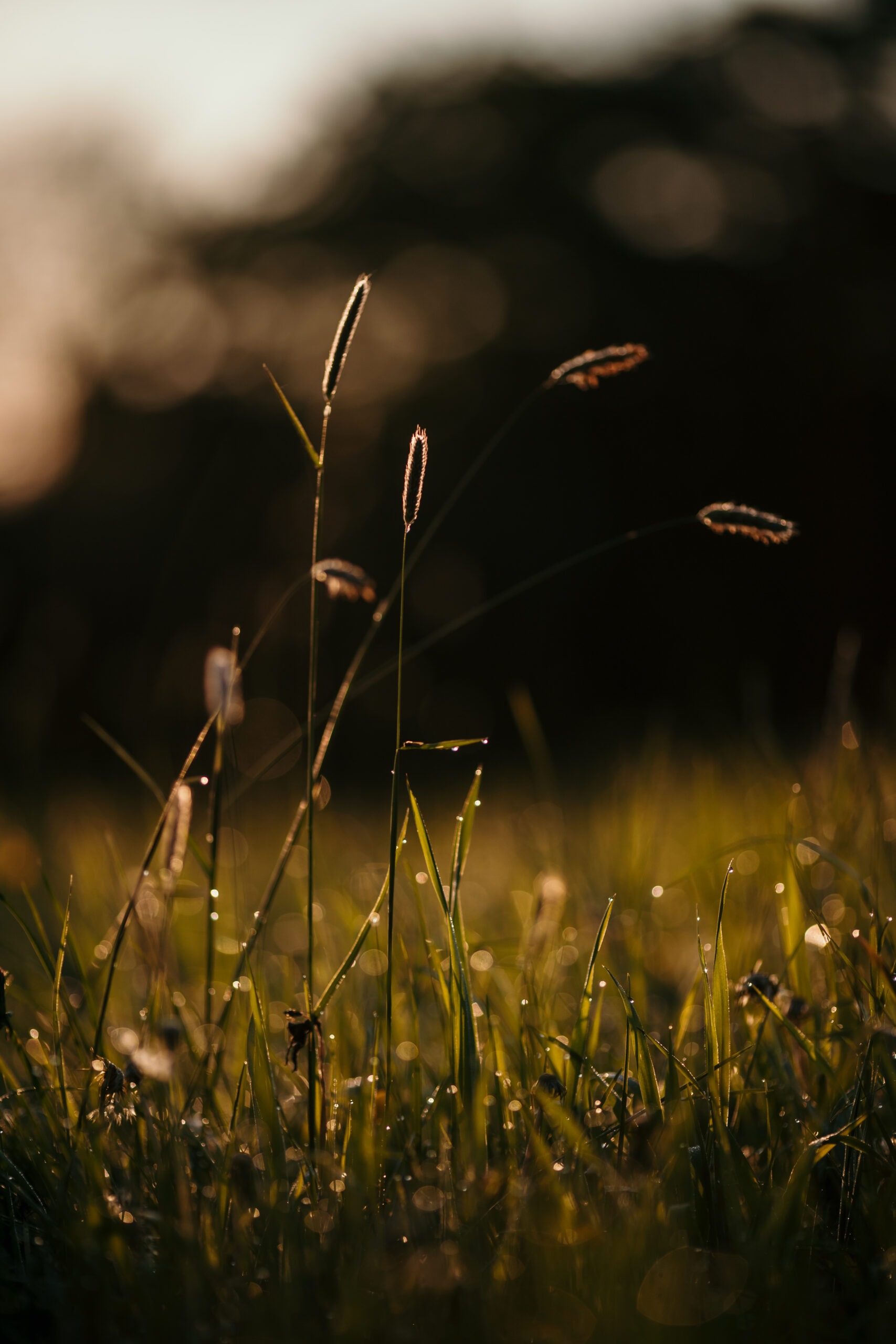 Photography therapy - a picture of long grass at sunrise, in a dewy field