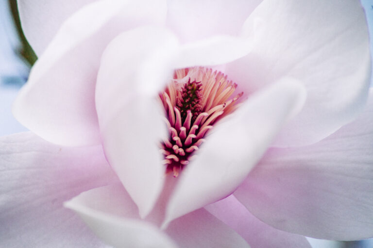 How to Photograph Flowers Close Up