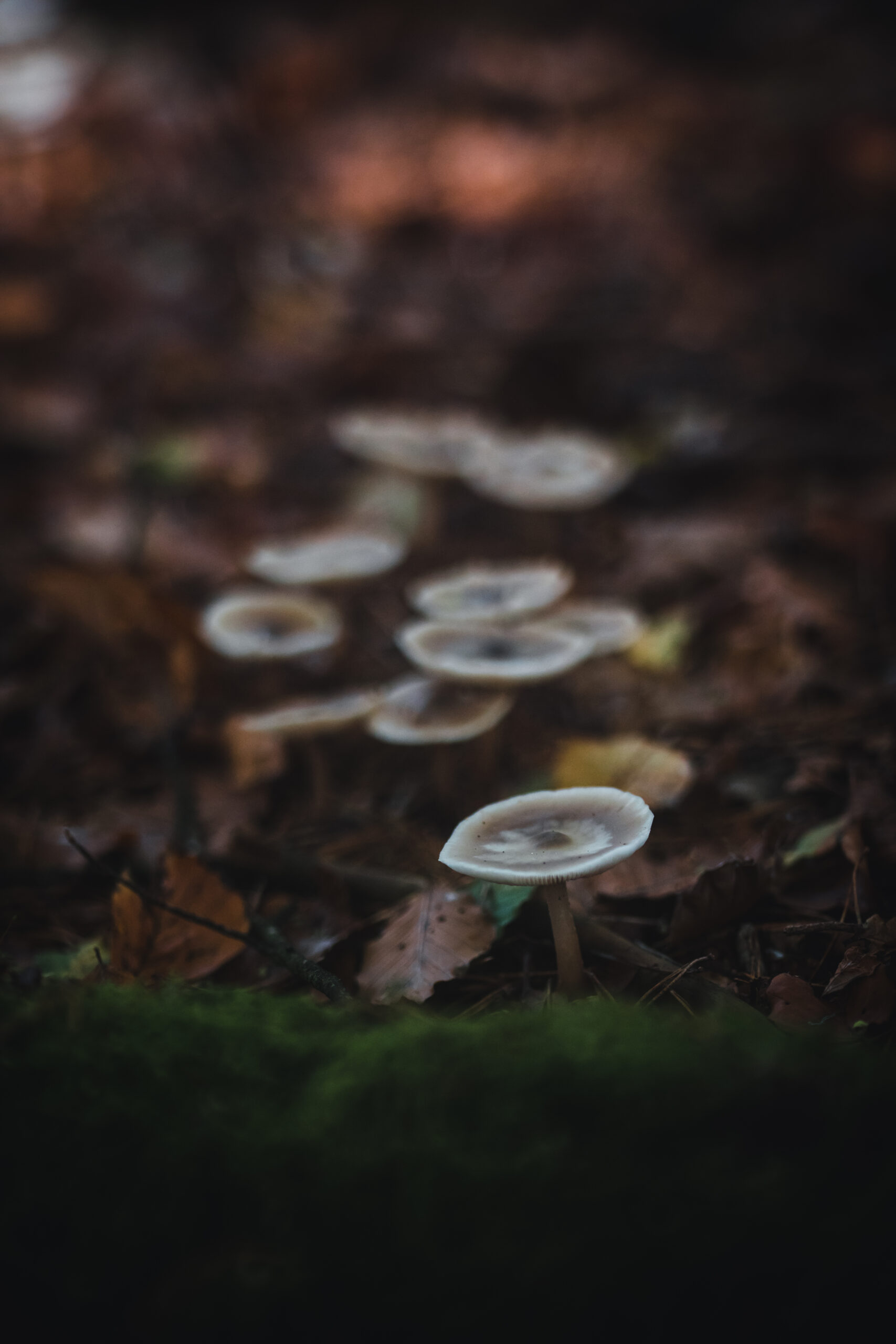 Example of leading lines in mushroom photography