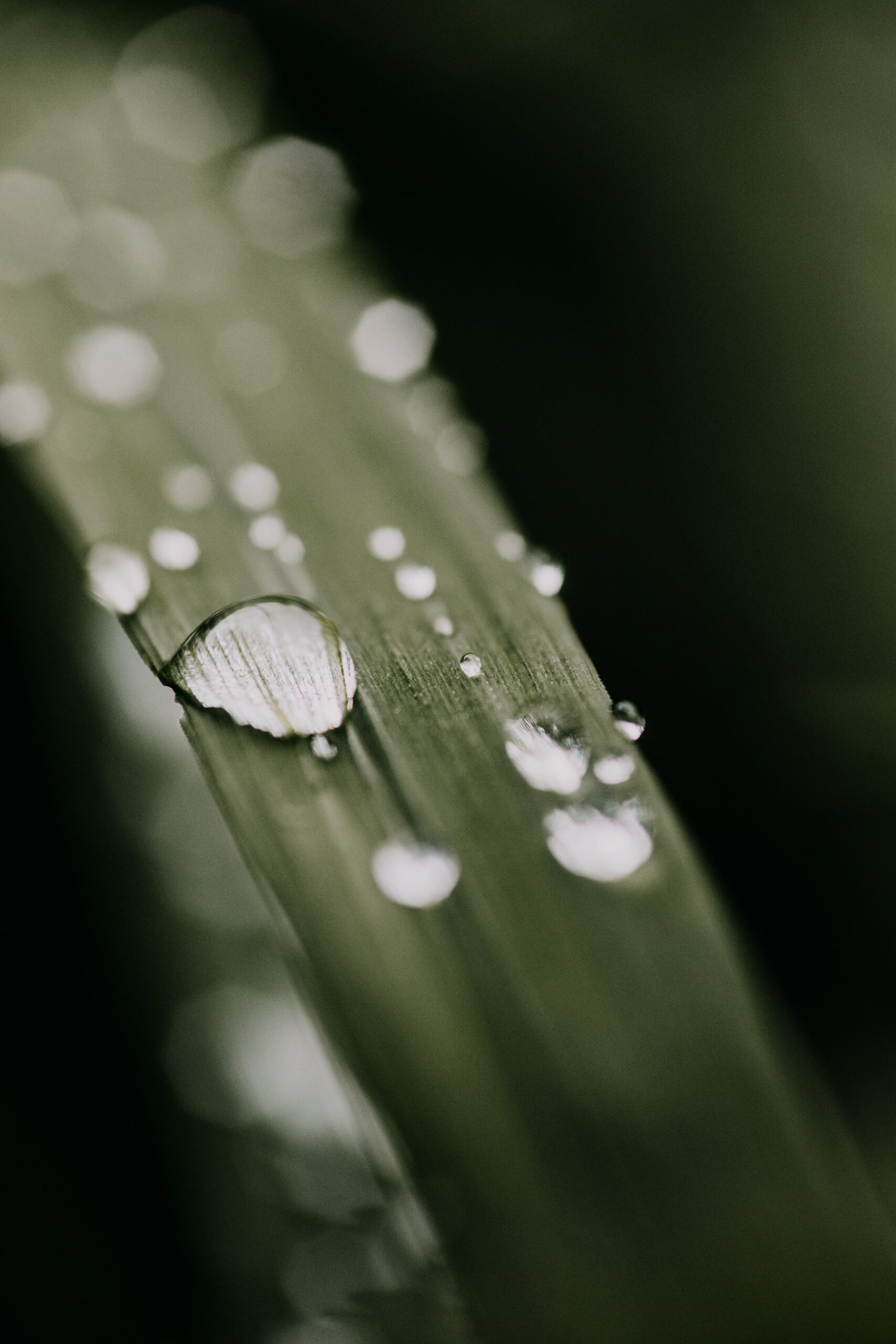Macro photo of long blade of grass with dew