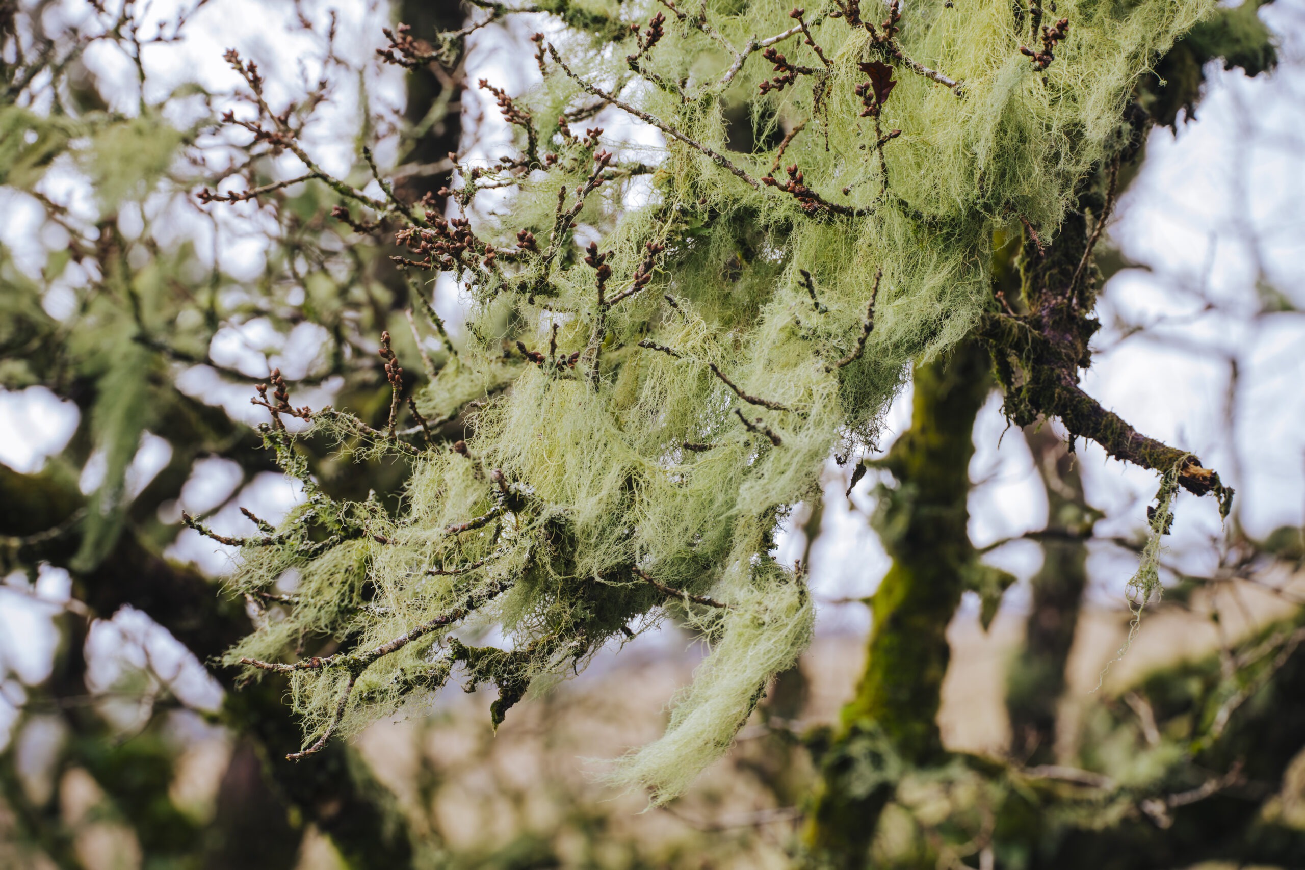 Bearded Lichen photographed in Dartmoor