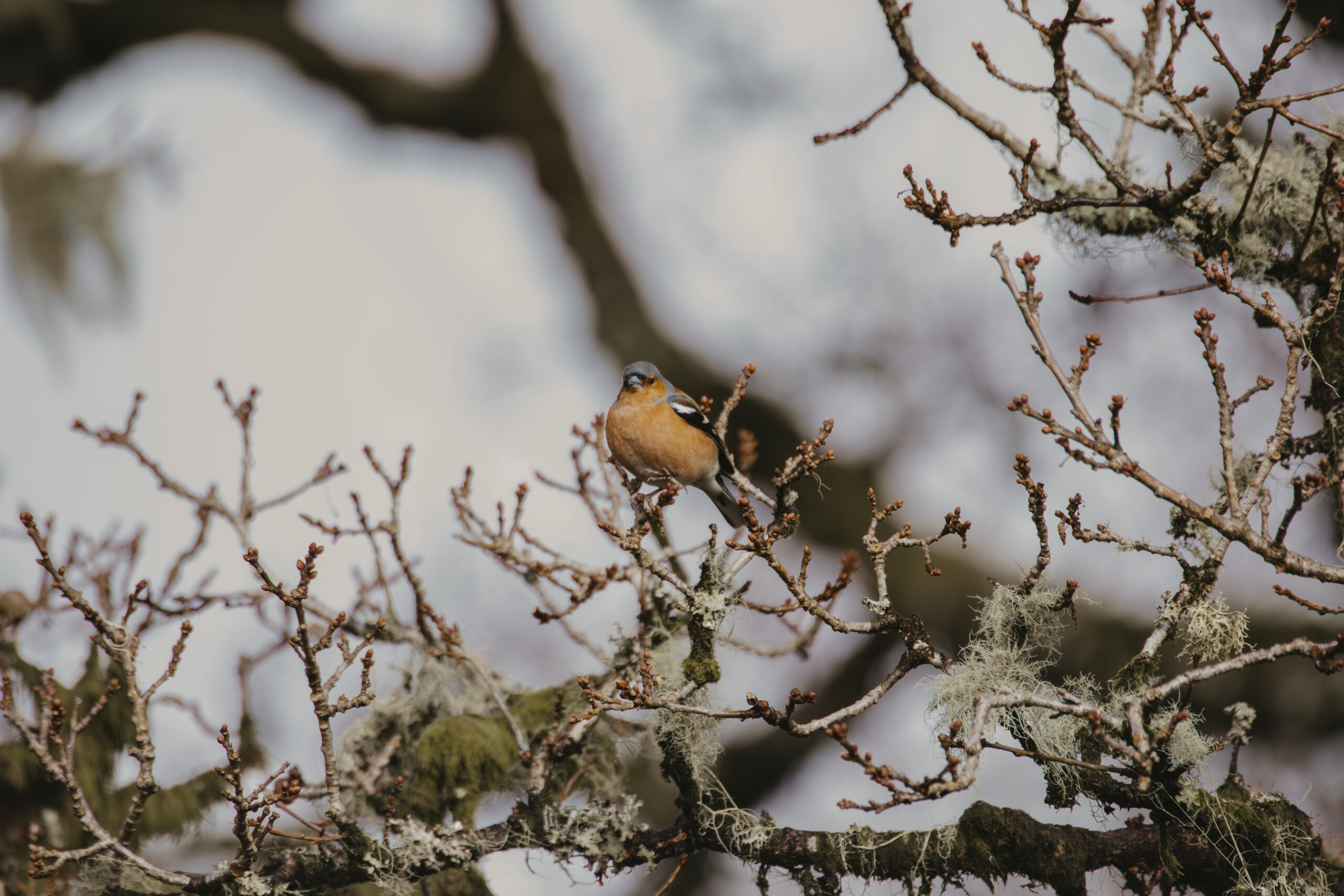 Chaffinch