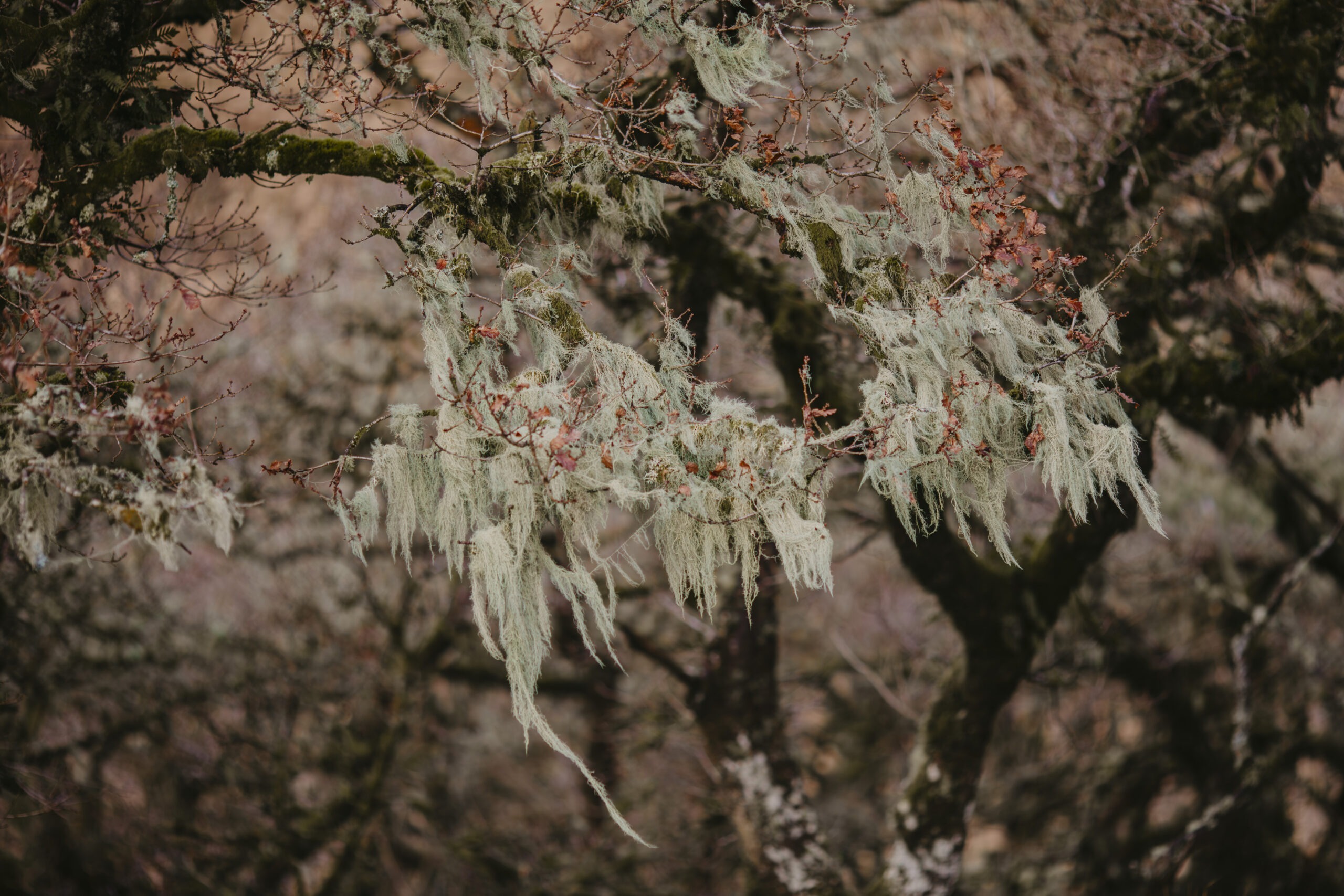 Lichen Photography - Beard lichens hanging from the trees in Wistman's Wood