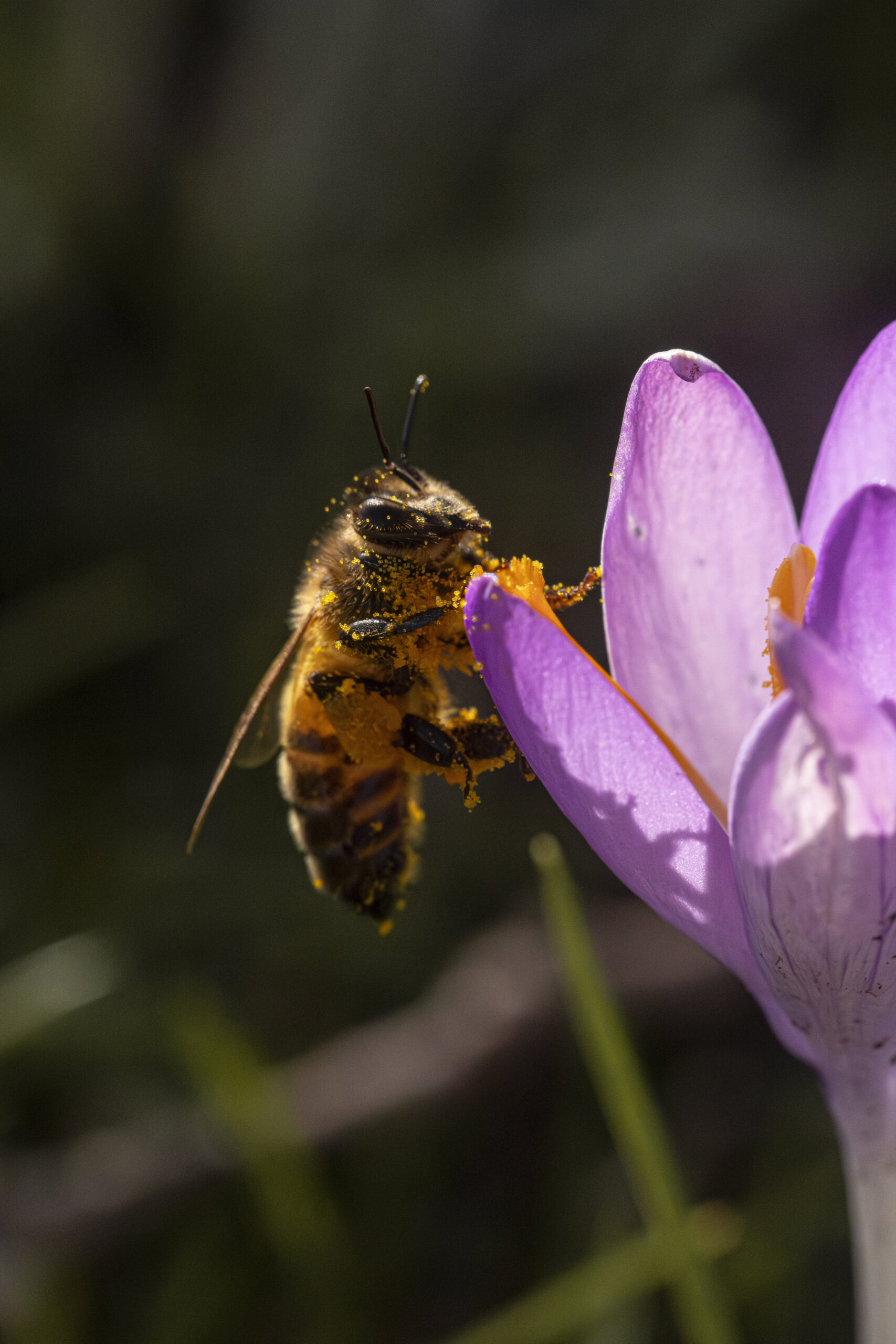 Macro photograph of a bee on a purple flower, covered in pollen