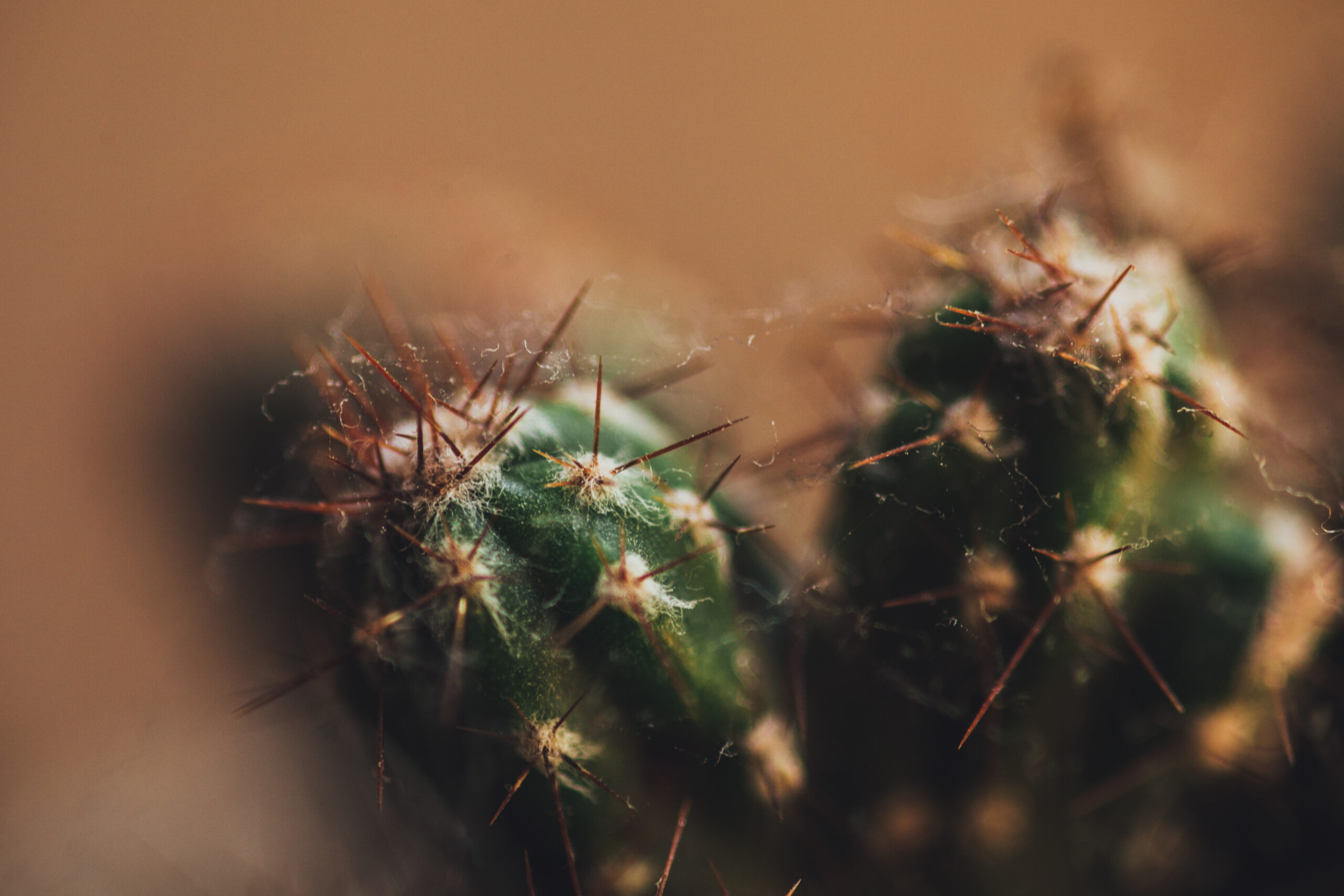 Close up of cactus with cobwebs