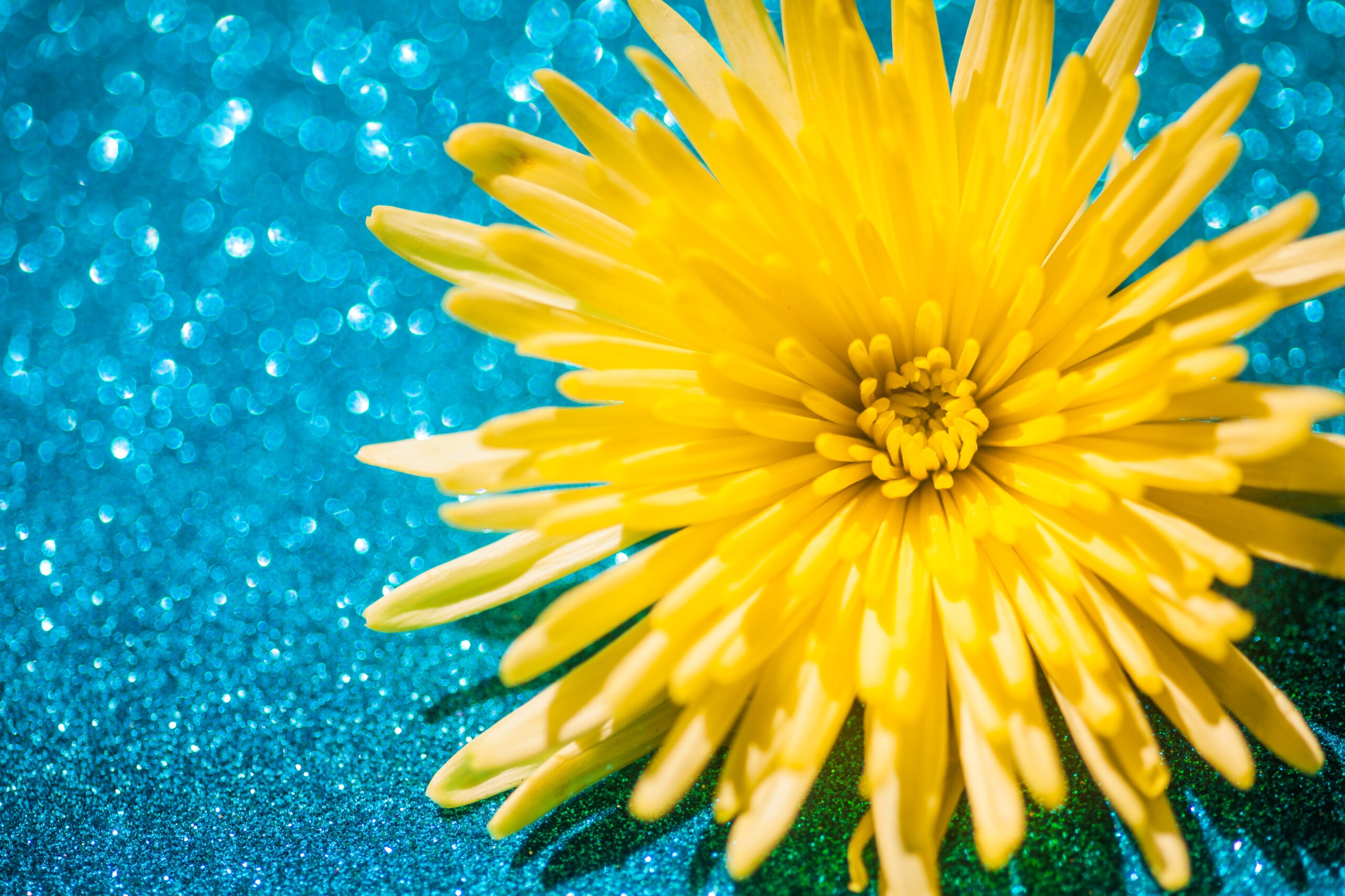 Picture of a bright yellow flower with blue glitter card background - macro photography ideas for beginners