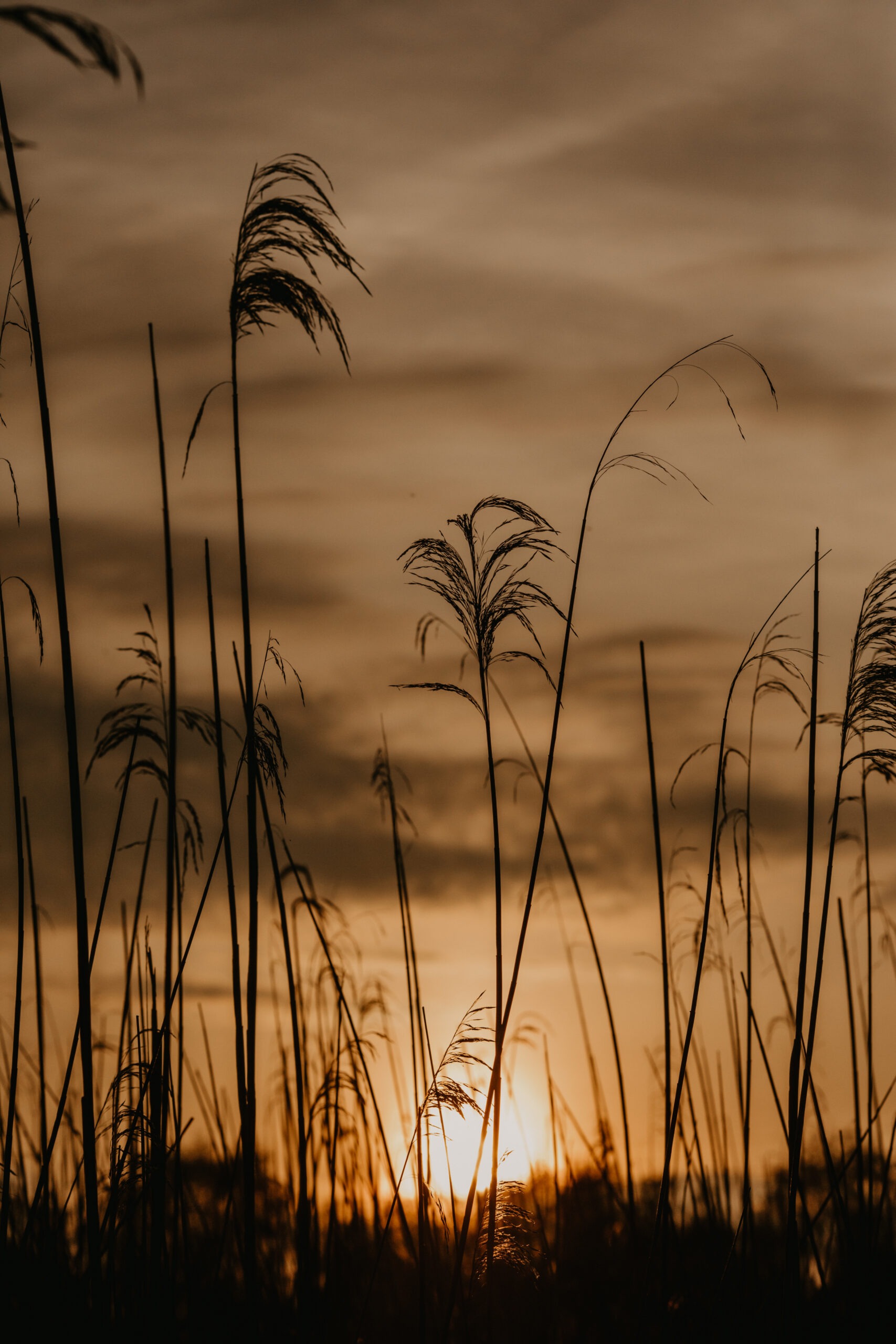 Summer Photography - Hazy golden hour evening with long reeds