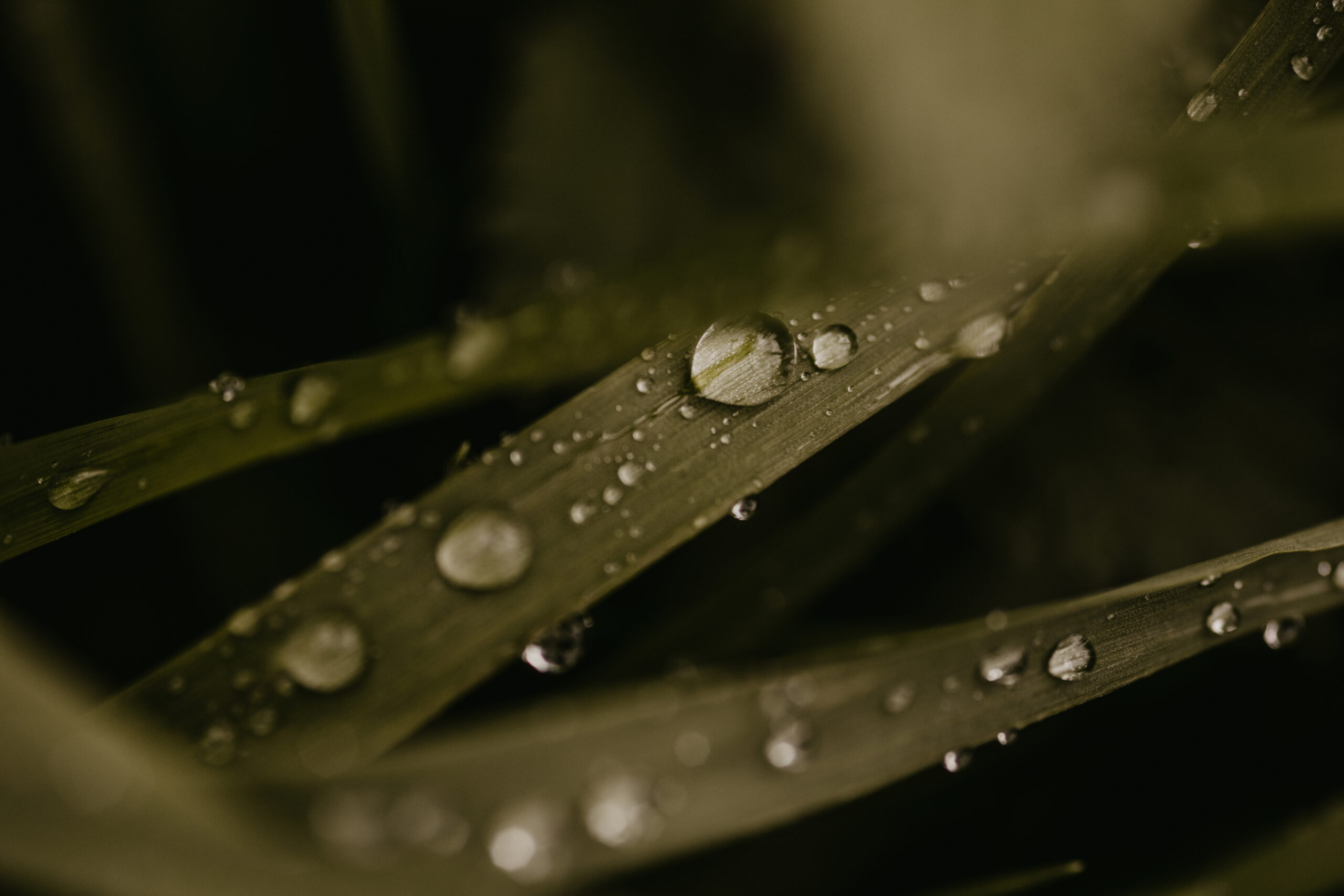 Macro photography ideas for beginners - macro photo of raindrops of blades of grass