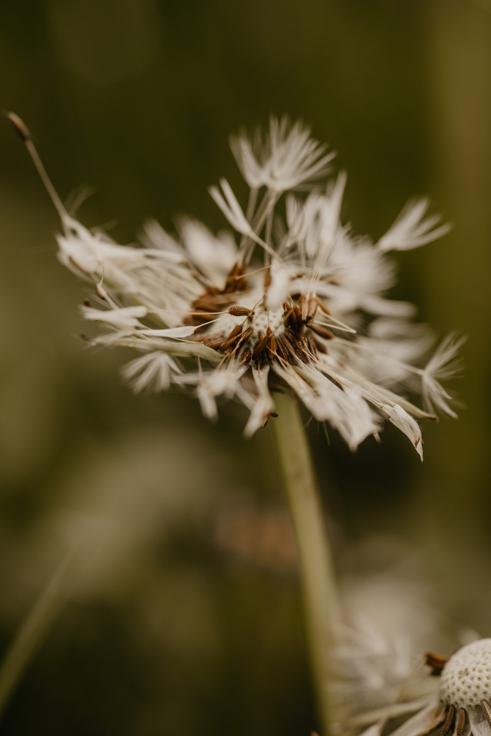 Macro Photography Ideas For Beginners - A close up picture of a dandelion