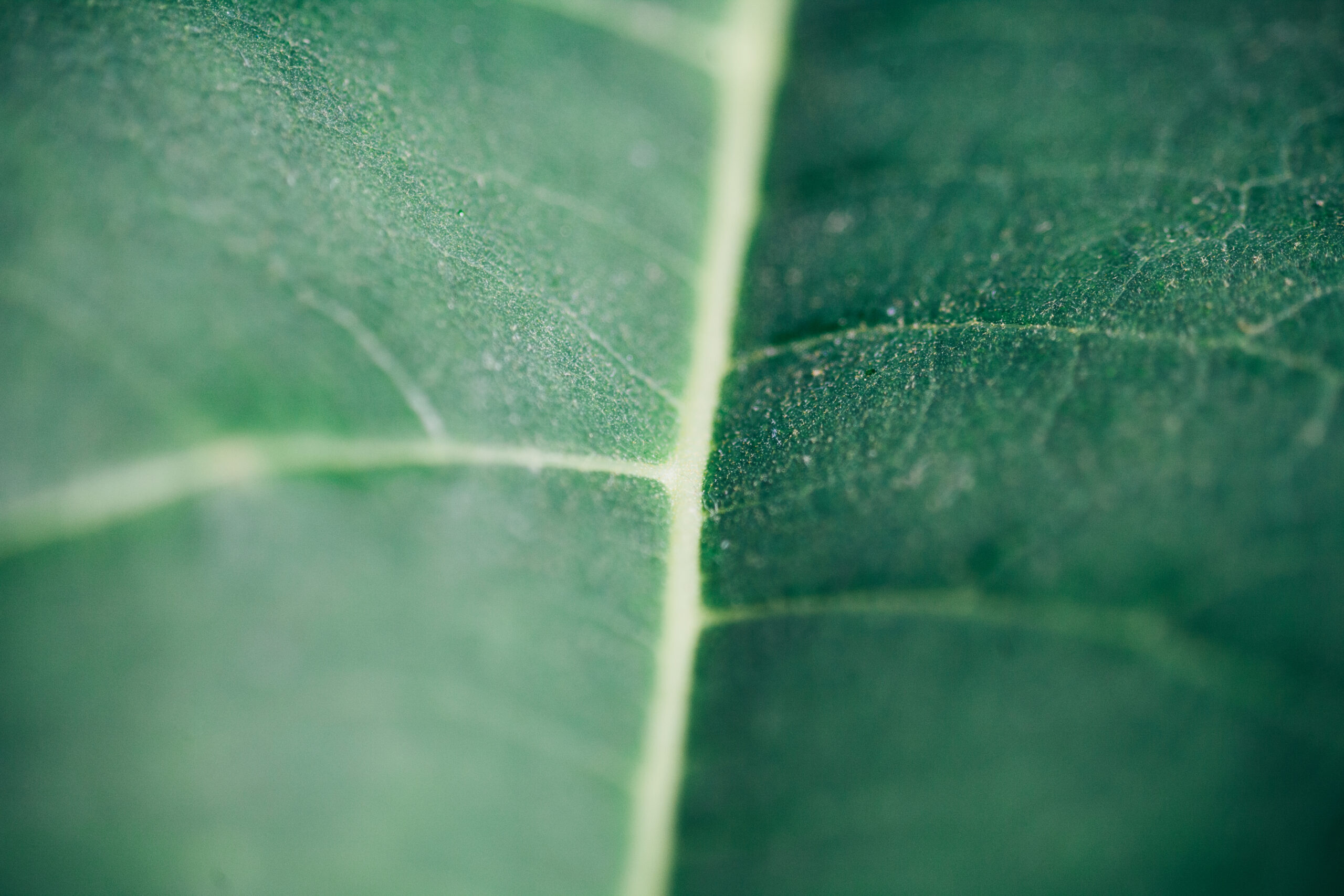 Detailed close up picture of a leaf