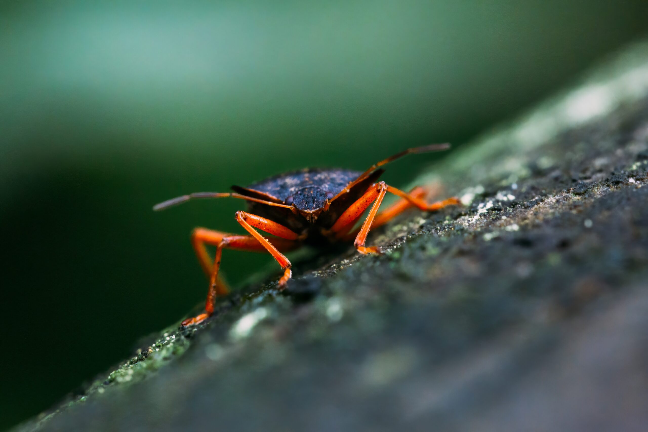 Macro Photography Ideas for Beginners
