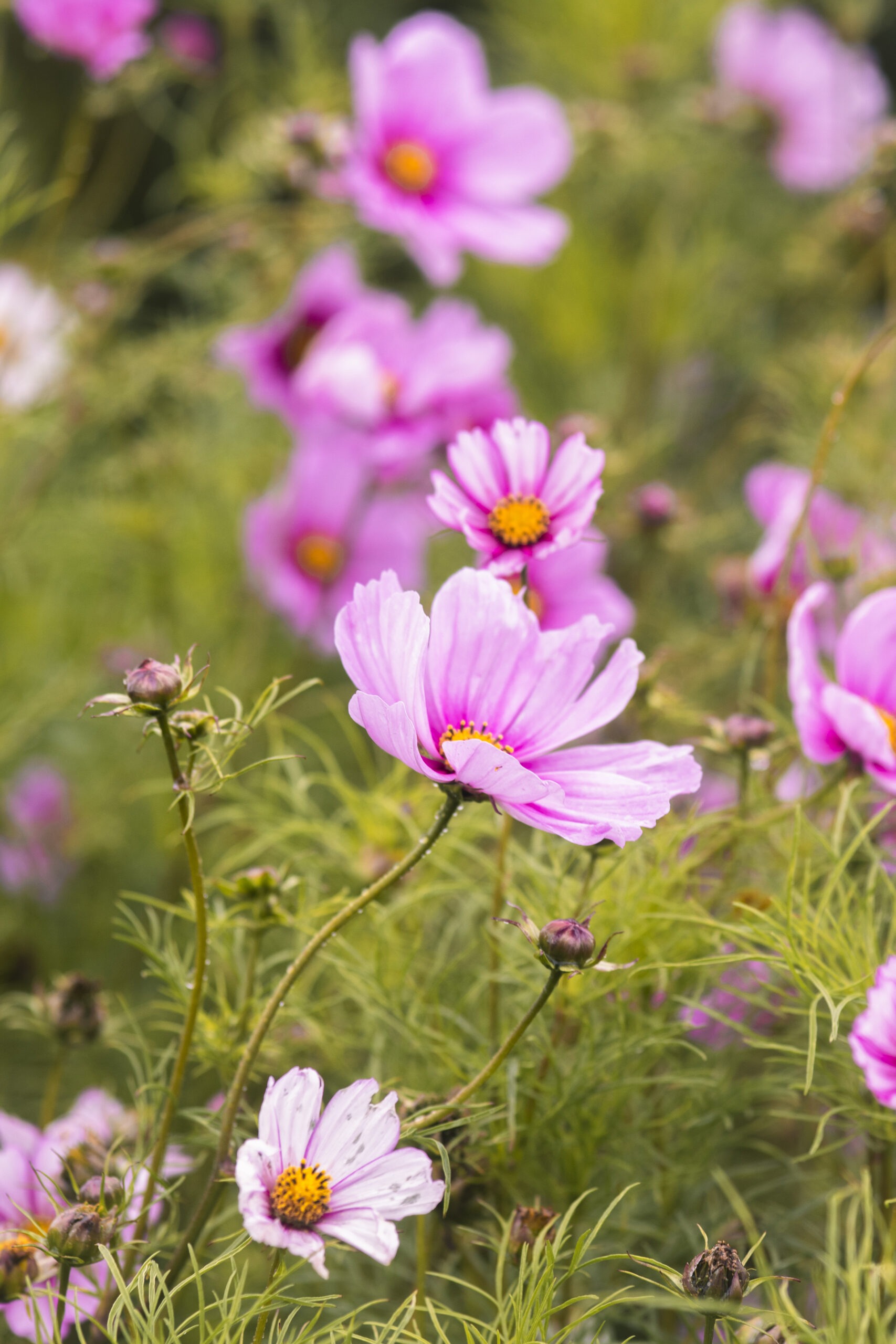 Summer Photography Ideas - flowers and gardens