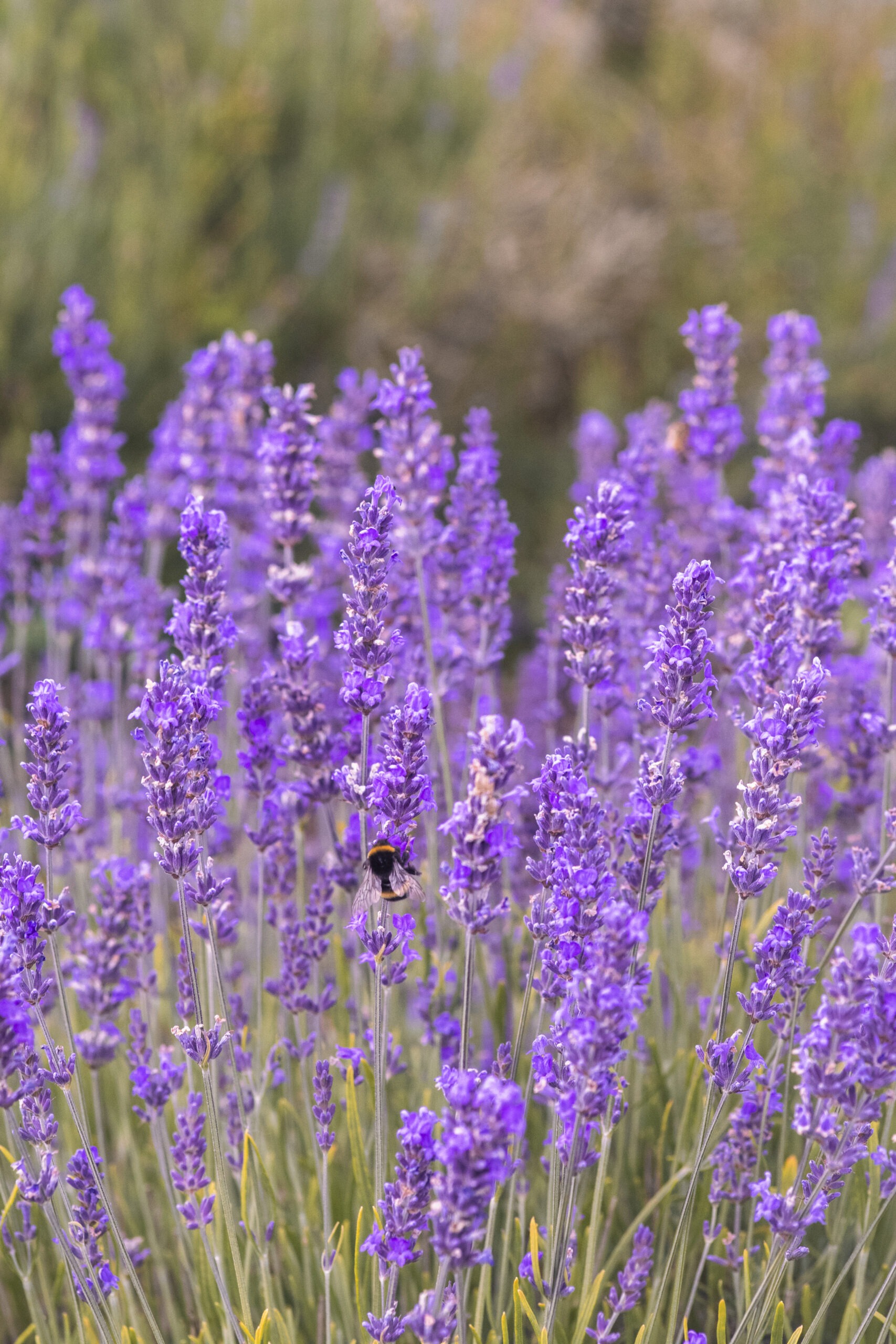Summer Photography - Lavender Farm with a bee