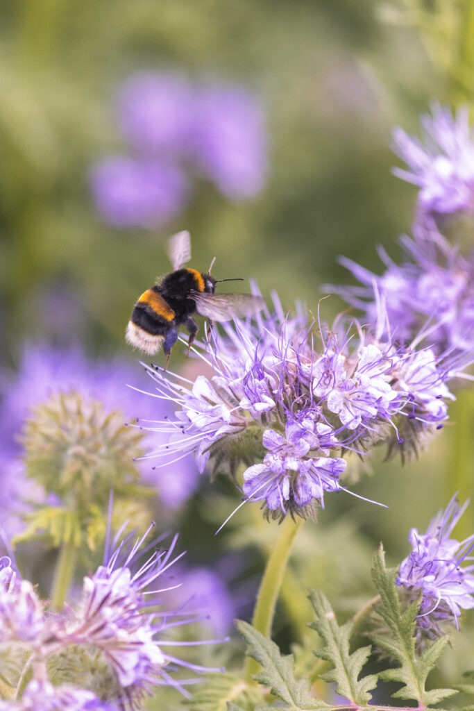 Summer photography macro, bee in lavender