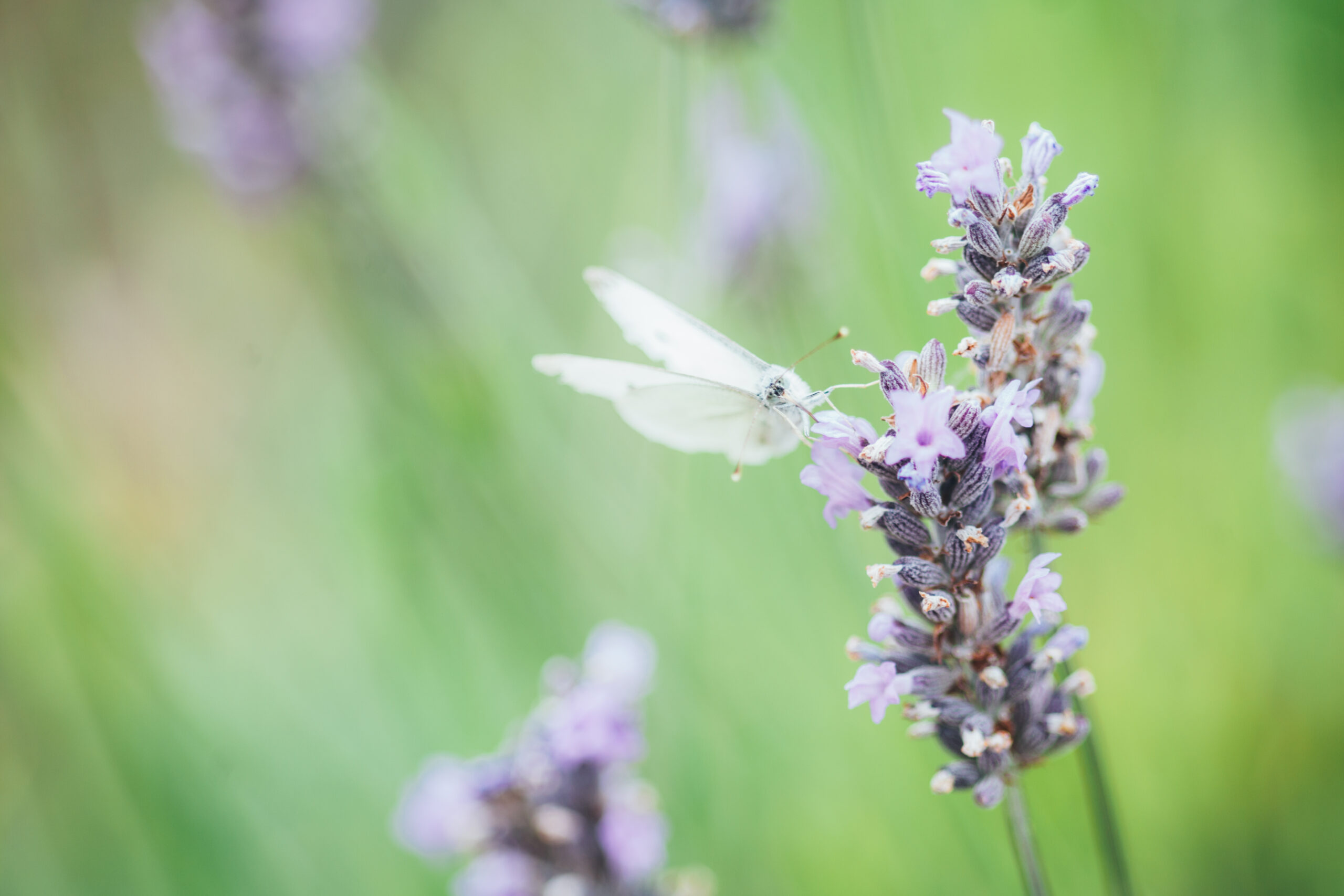 Macro photo of a white butterfly on a stem of lavender