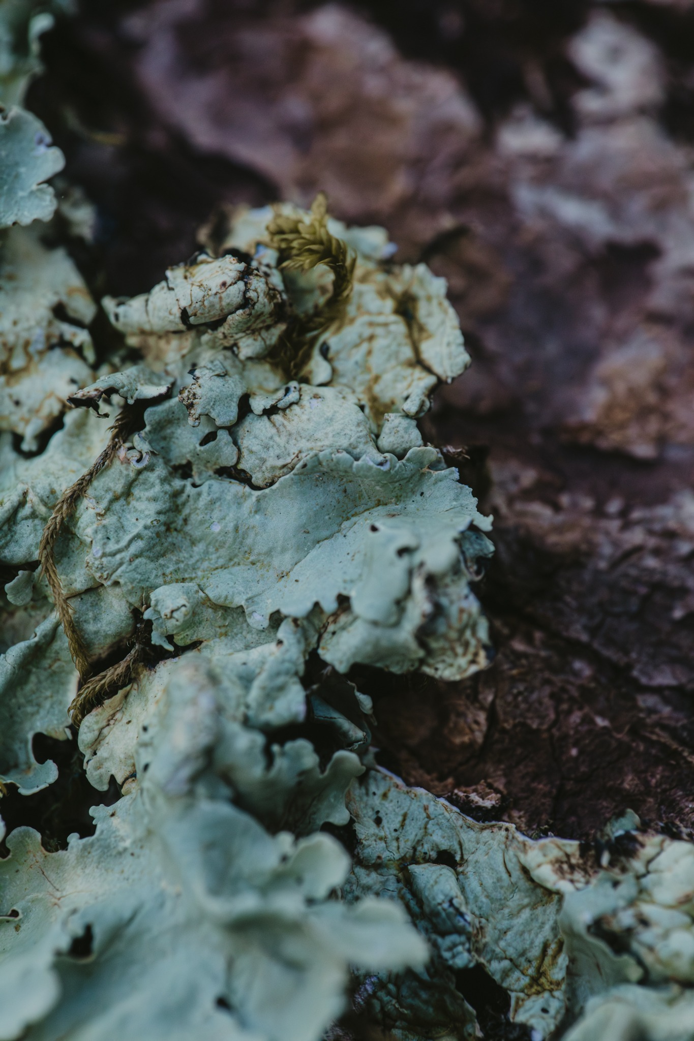 Lichen Photos