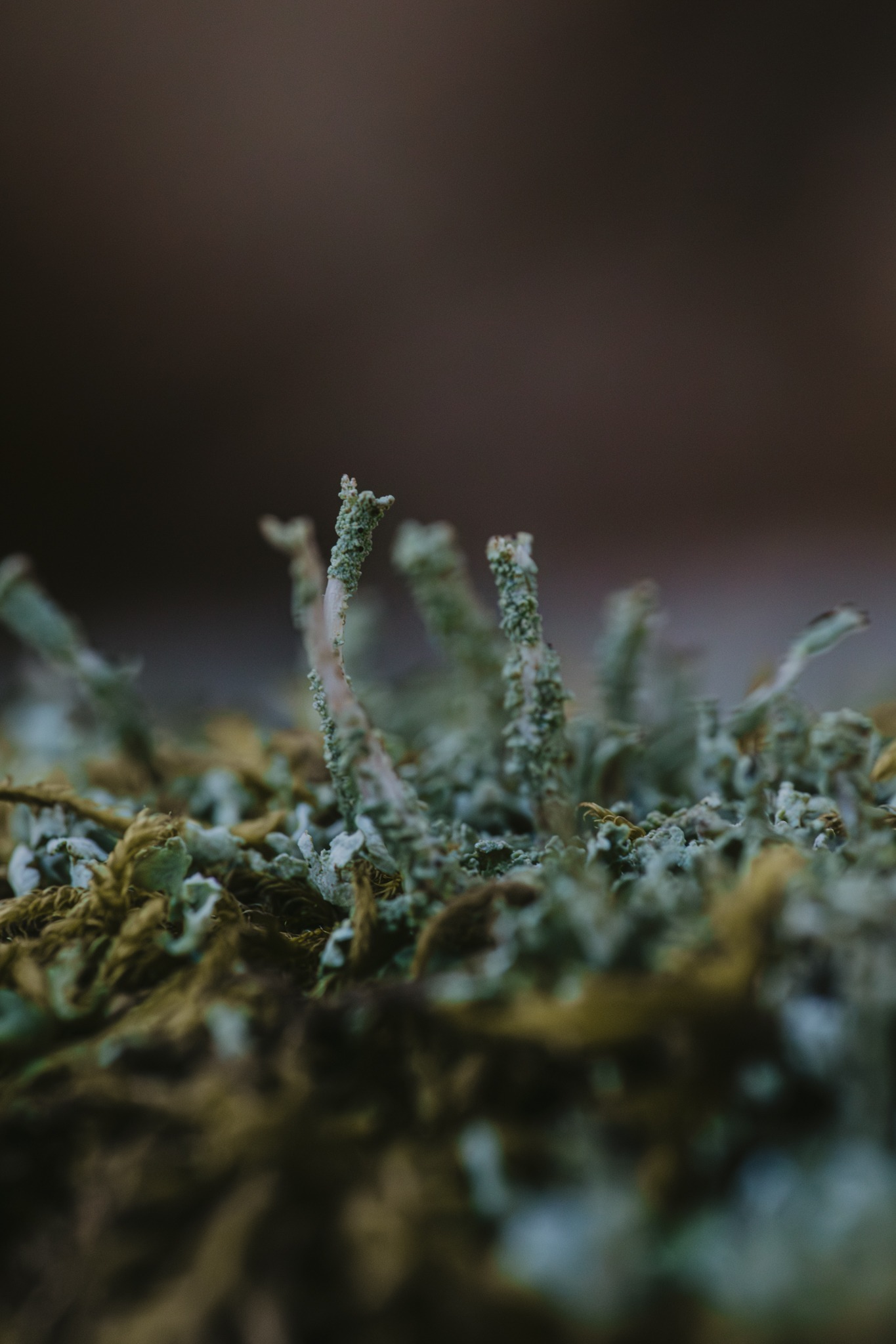 Lichen Photography