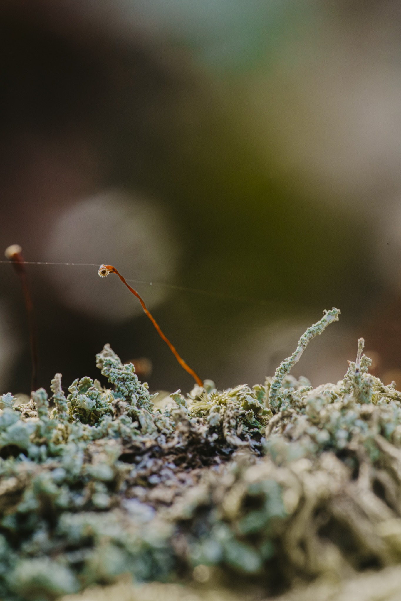 Macro photograph of Lichen