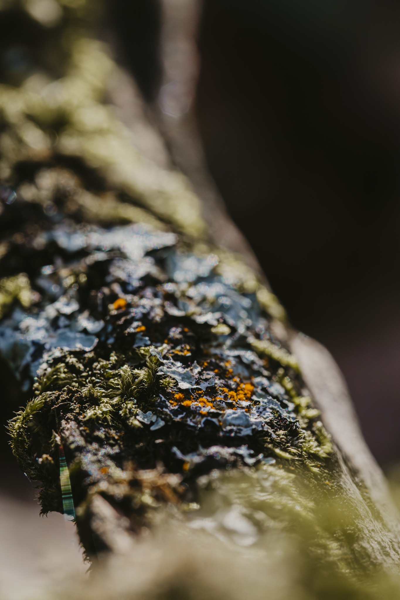 Orange lichen on a tree trunk