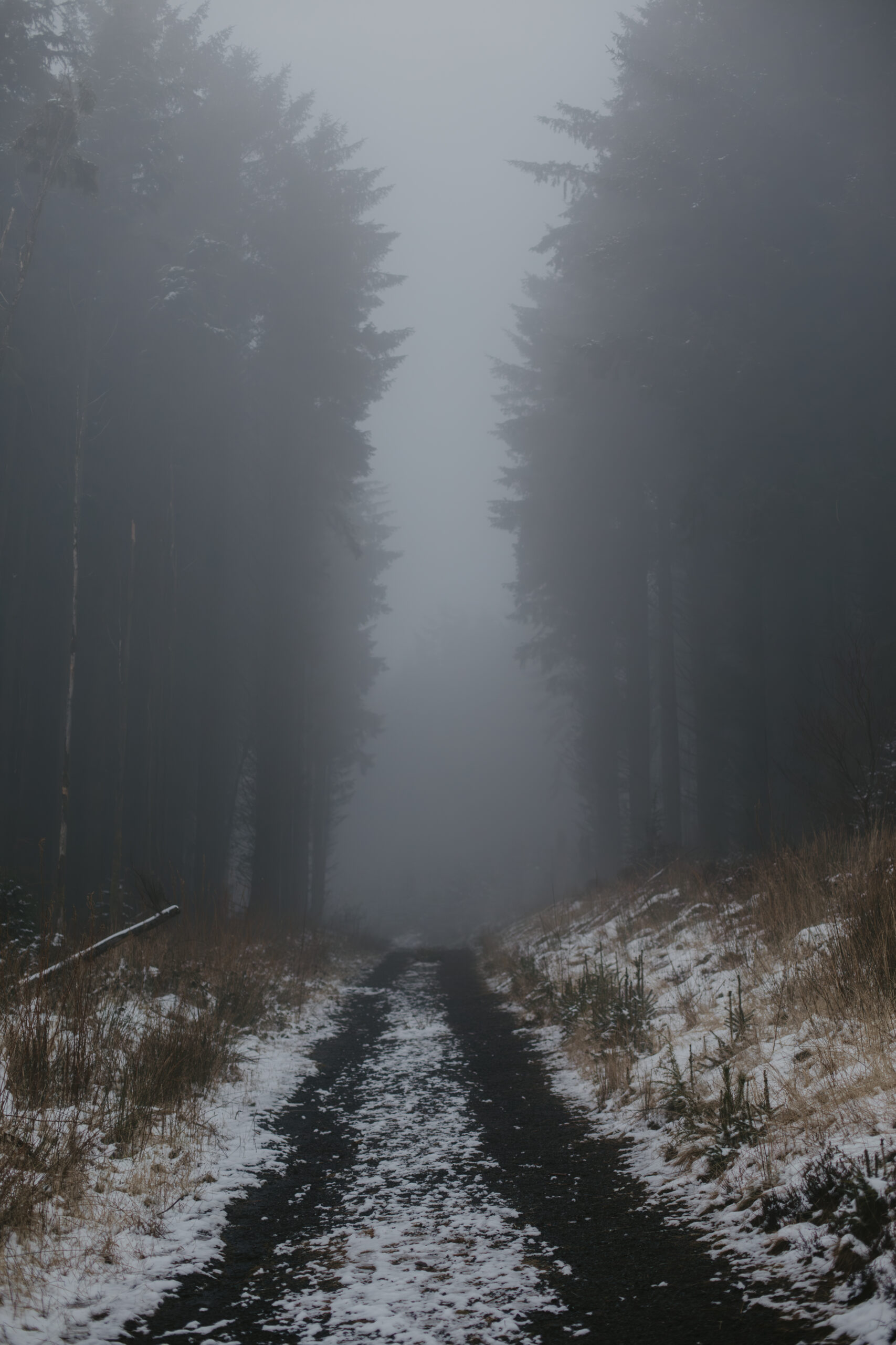 Outdoor Adventure Photography - Path leading through two rows of pine trees in the fog with snow on the ground.