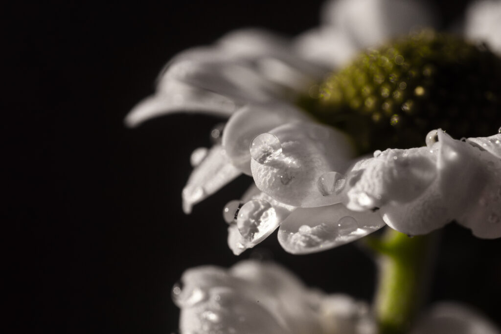 Close up of water droplets on a daisy - macro photography ideas for beginners