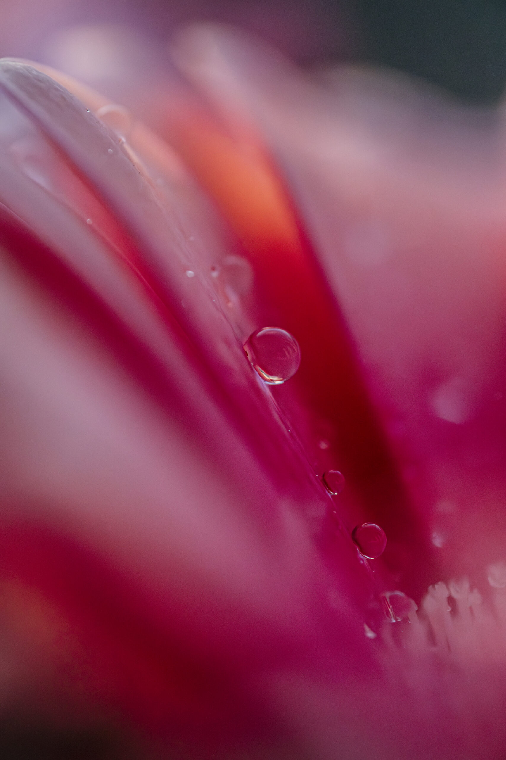 Close up macro shot of a droplet of water on a pink flower petal in soft focus