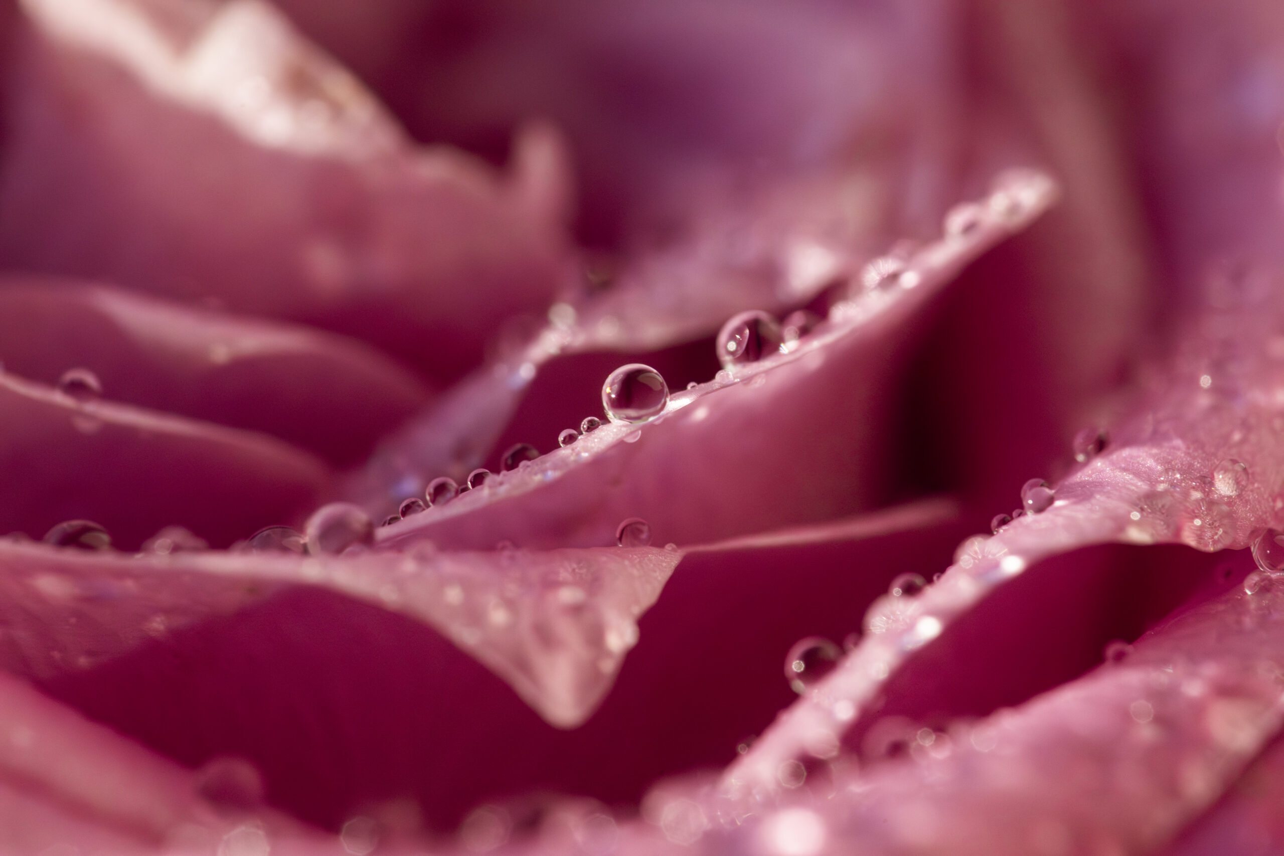 Macro Photography Ideas For Beginners - Rose close up with water droplets