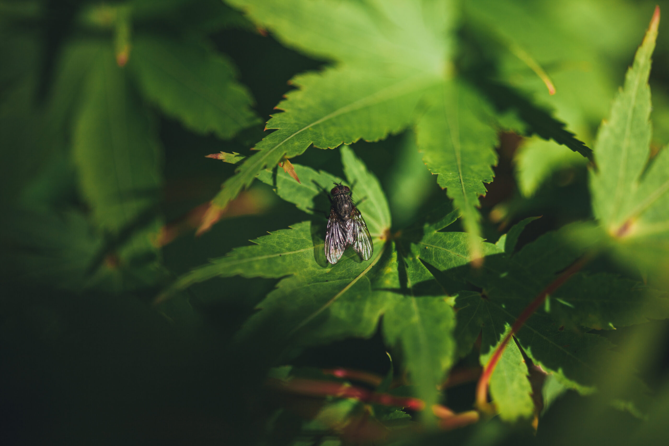 Close up picture of a fly on a leaf