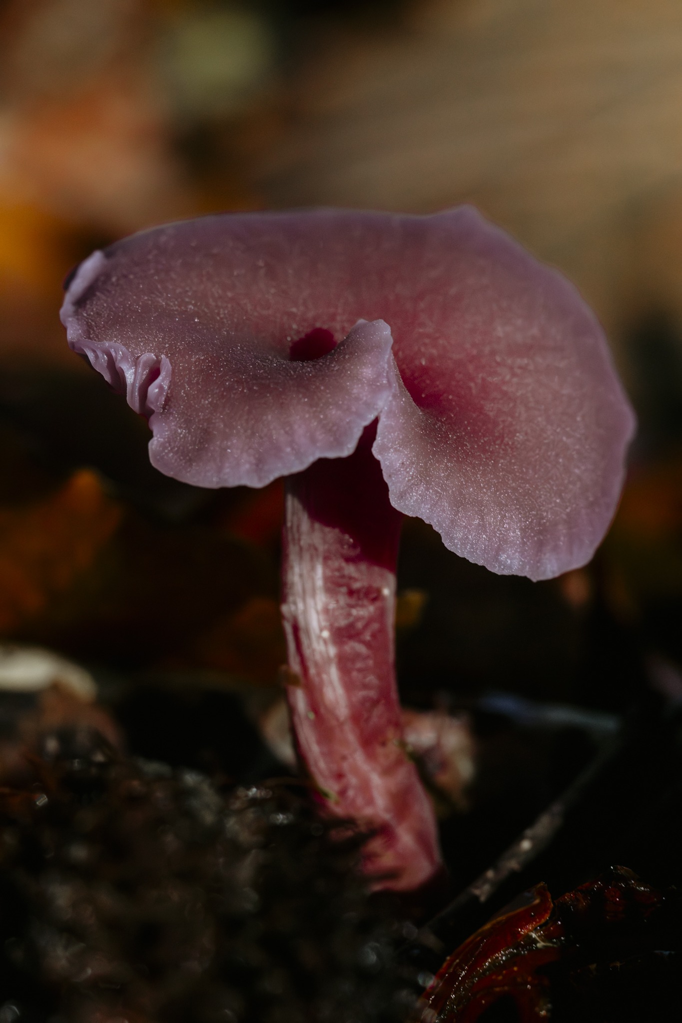 Mushroom macro photography - Amethyst deceiver