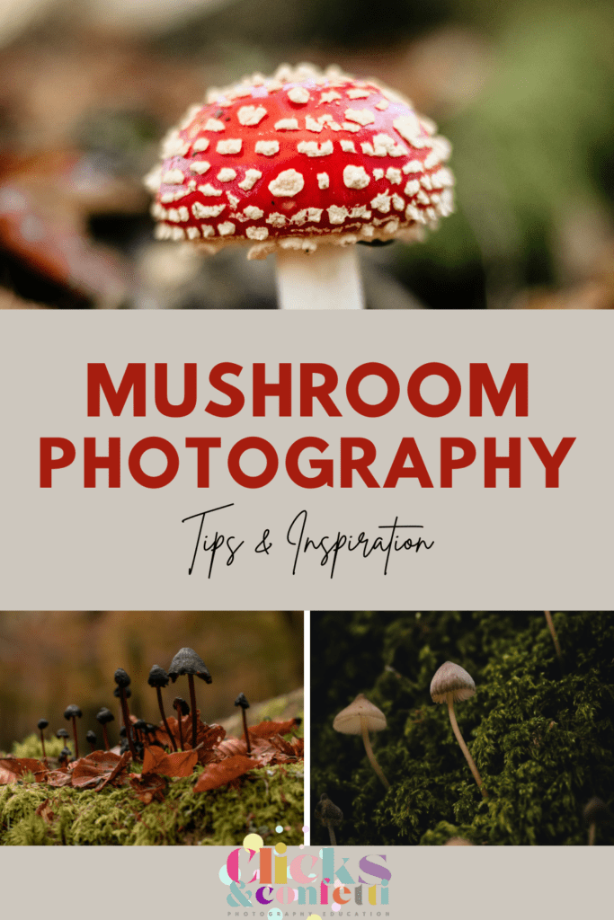 Mushroom Macro Photography - Tips and Inspiration