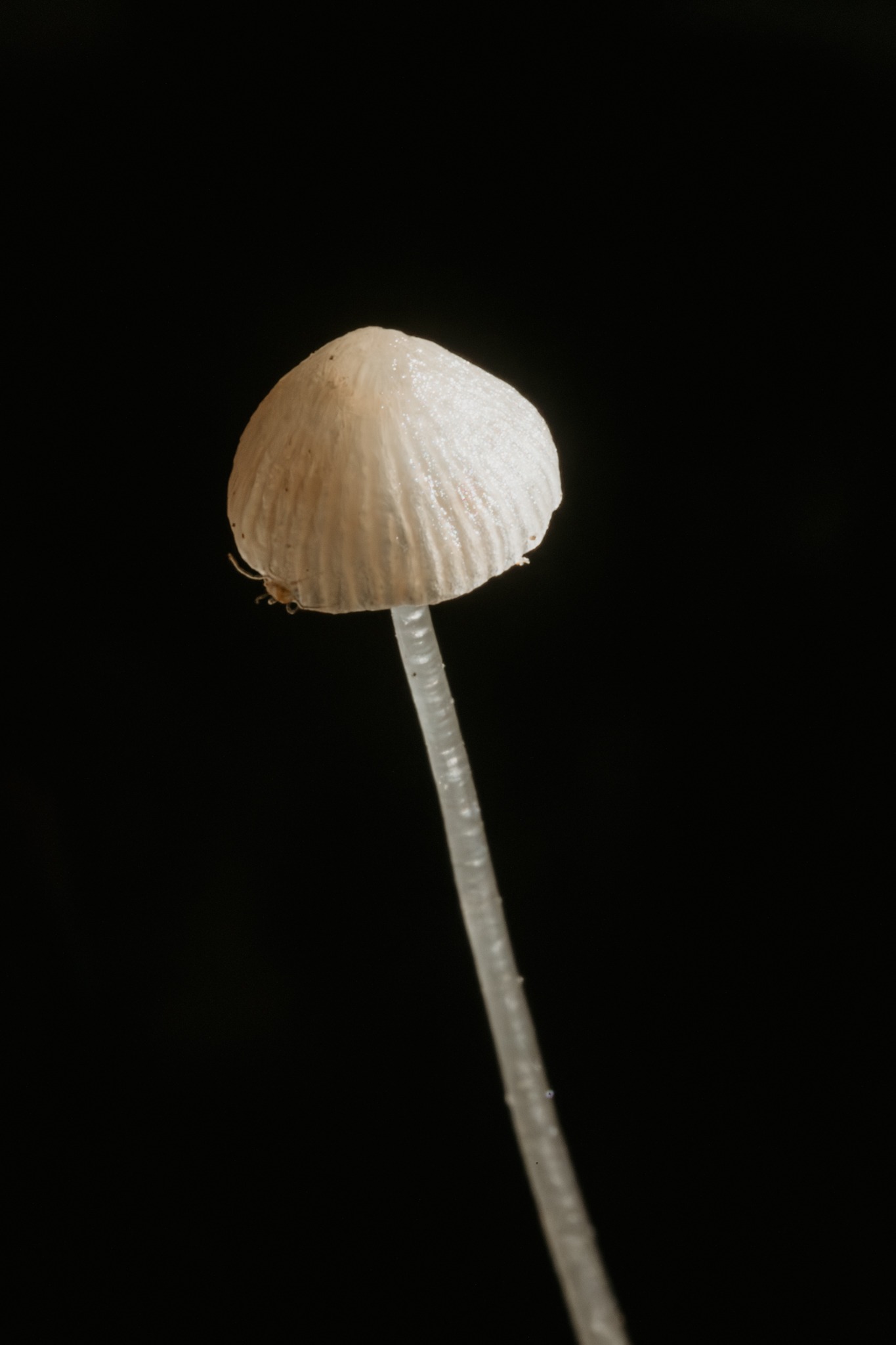 Super close up shot of mycena