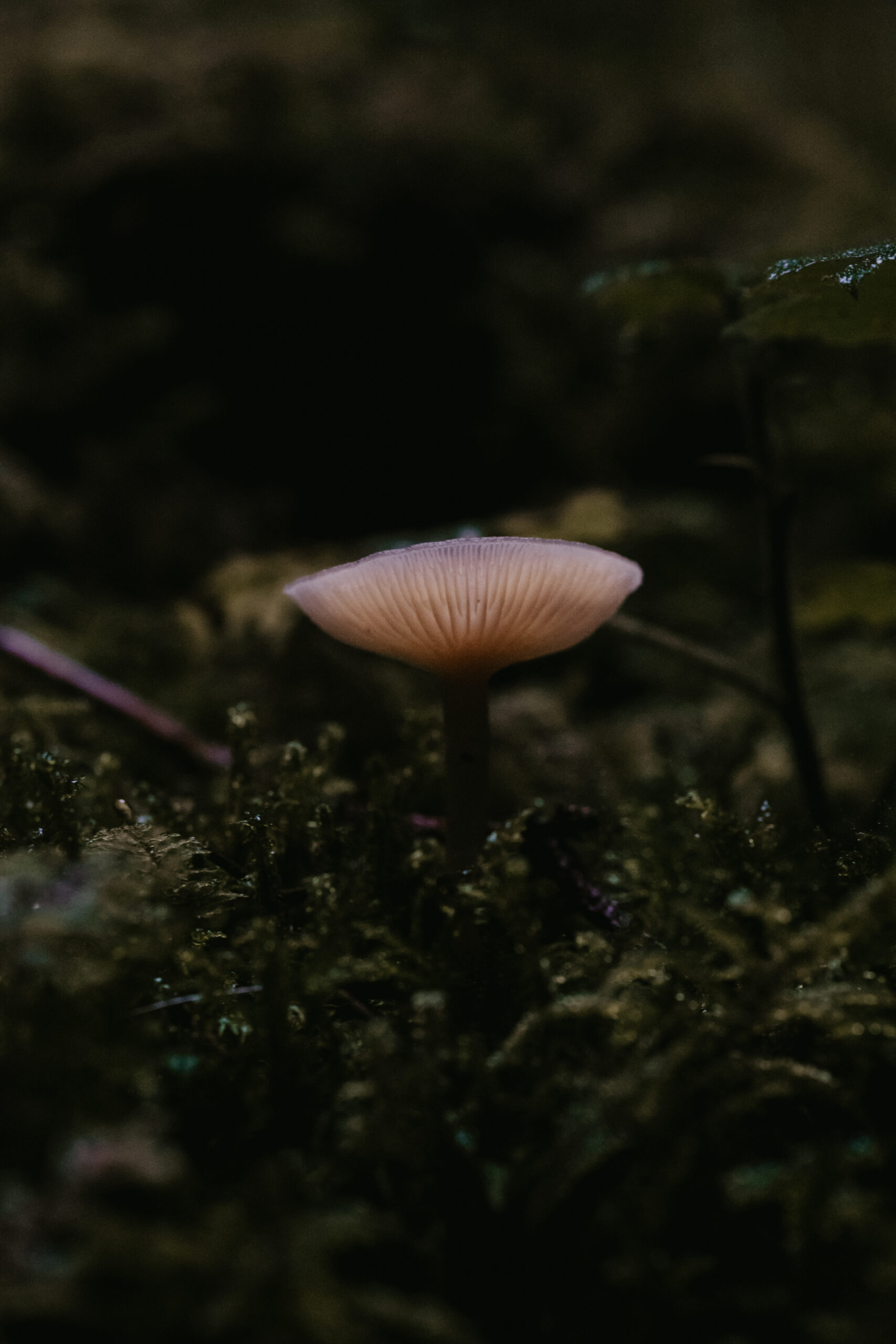 Gills of a mushroom