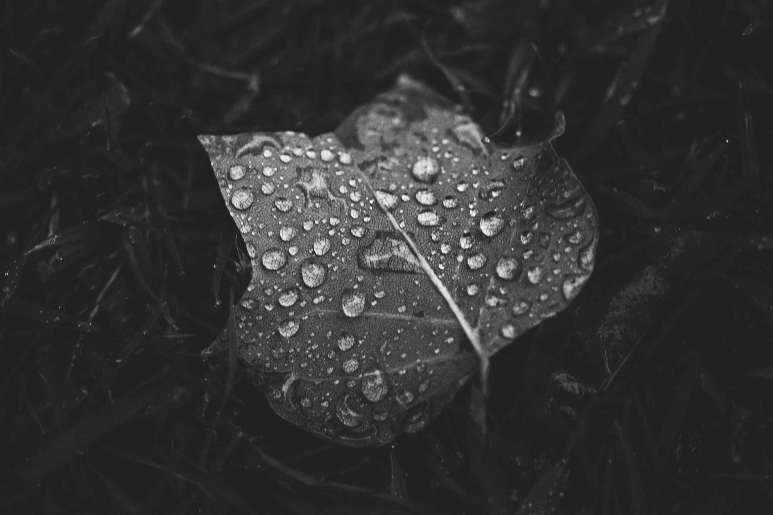 Black and white picture of leaf with water droplets - macro photography ideas for beginners