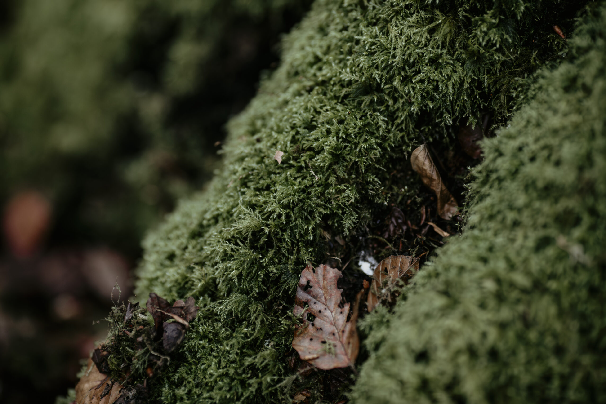 Moss photography example