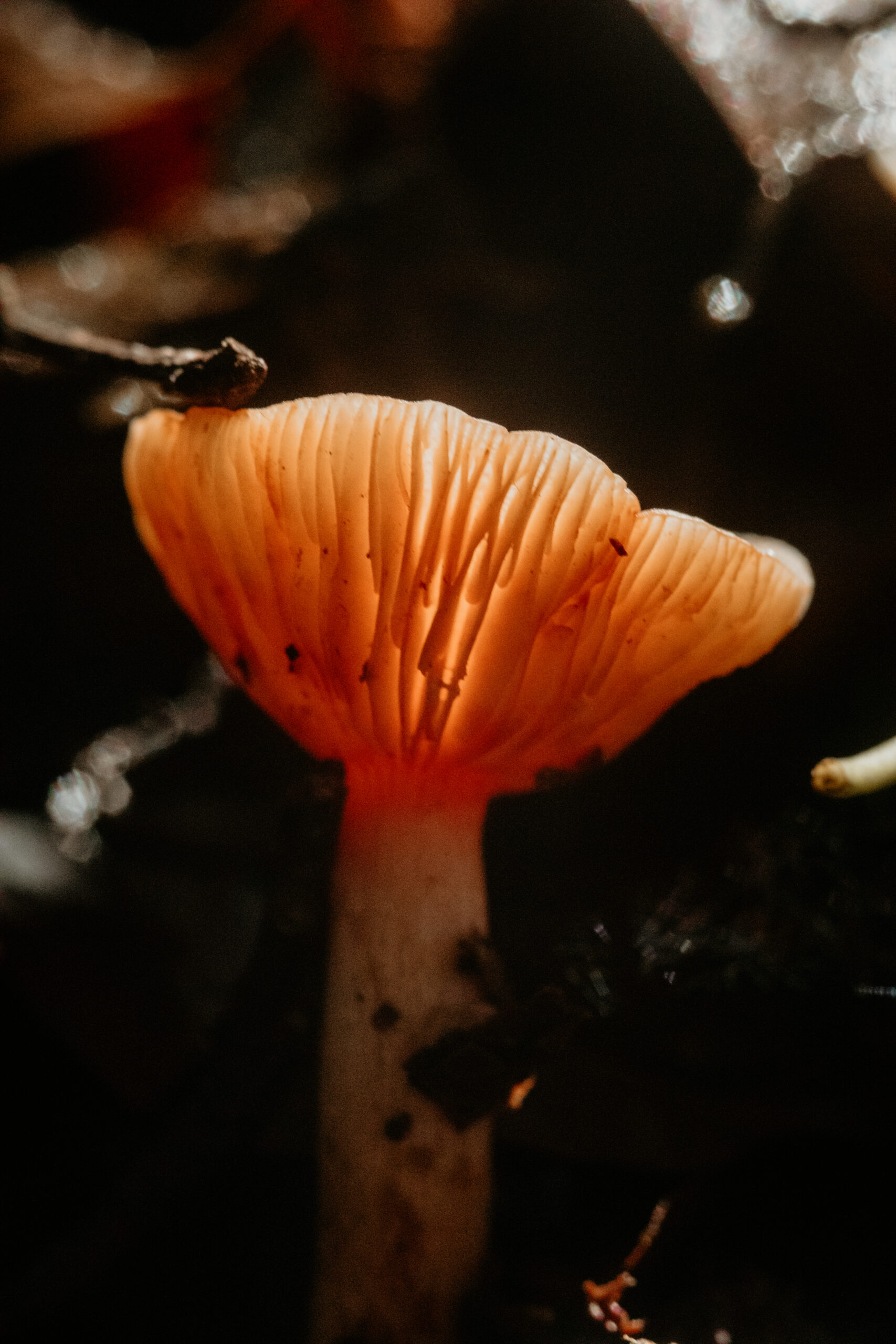 Mushroom backlit by sunrise - mushroom glow
