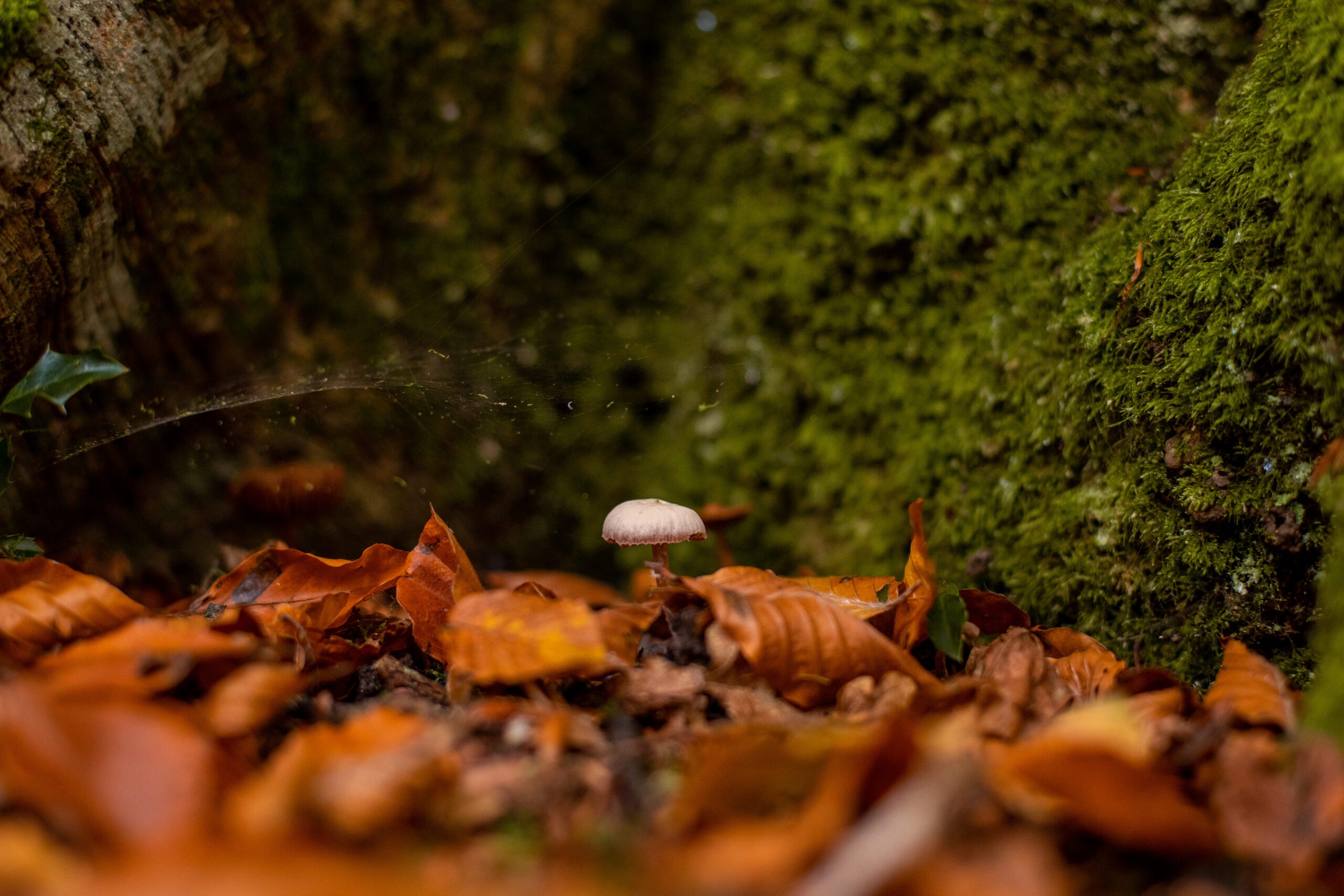 Mushroom on autumn leaves with mossy tree in background, surrounded by spider web