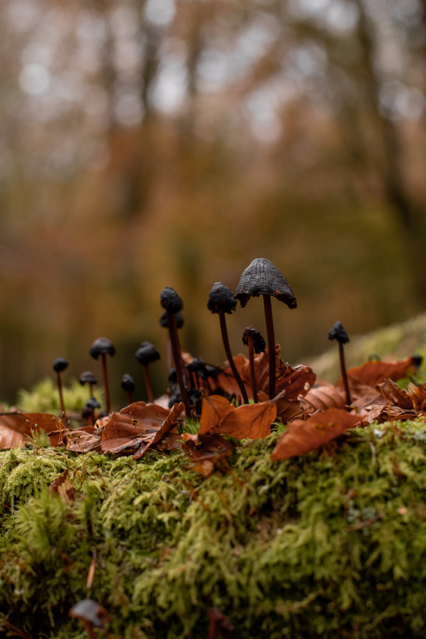 Mushroom Macro Photography Example - Shriveled black milking bonnets on a log