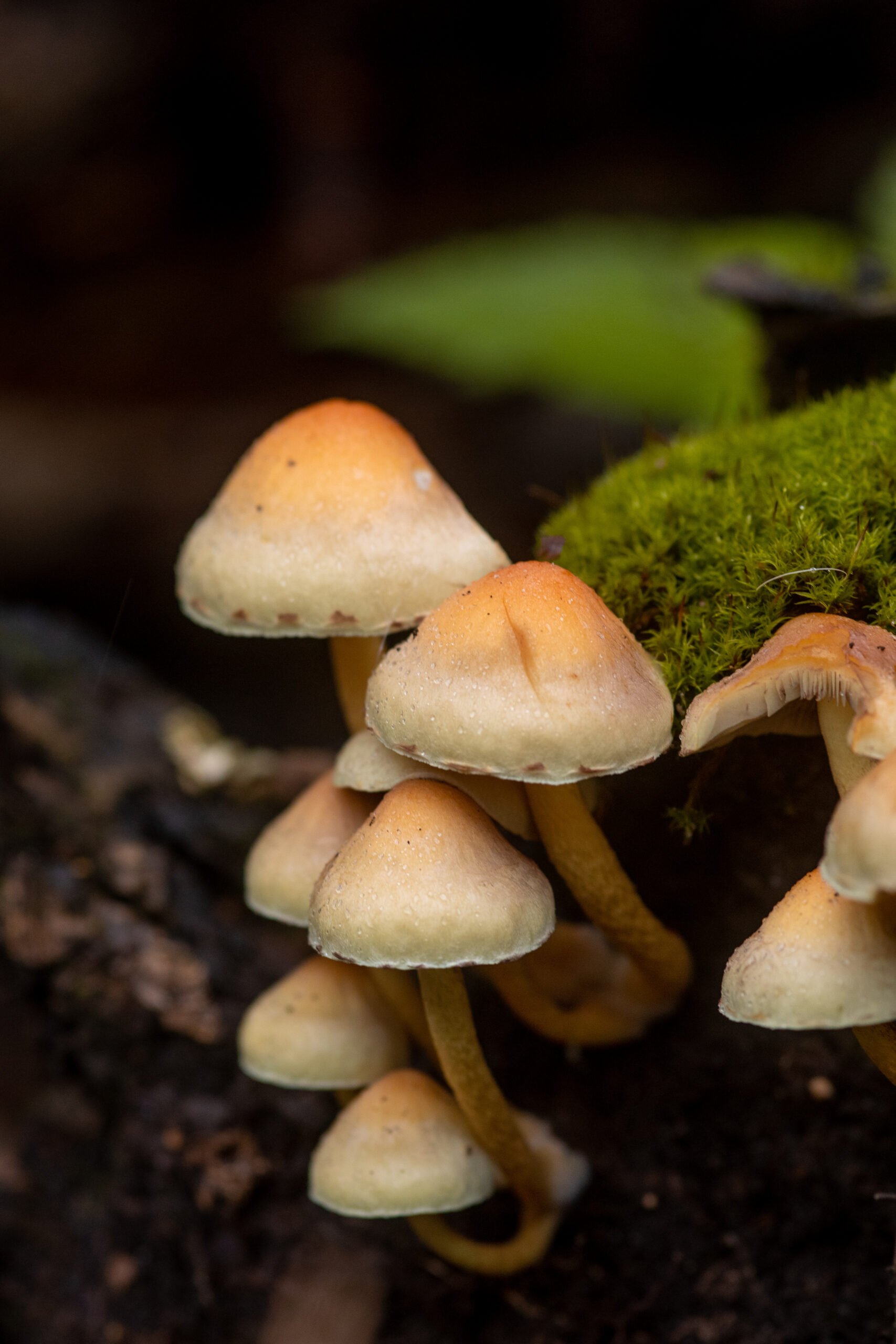 Mushroom Photography 