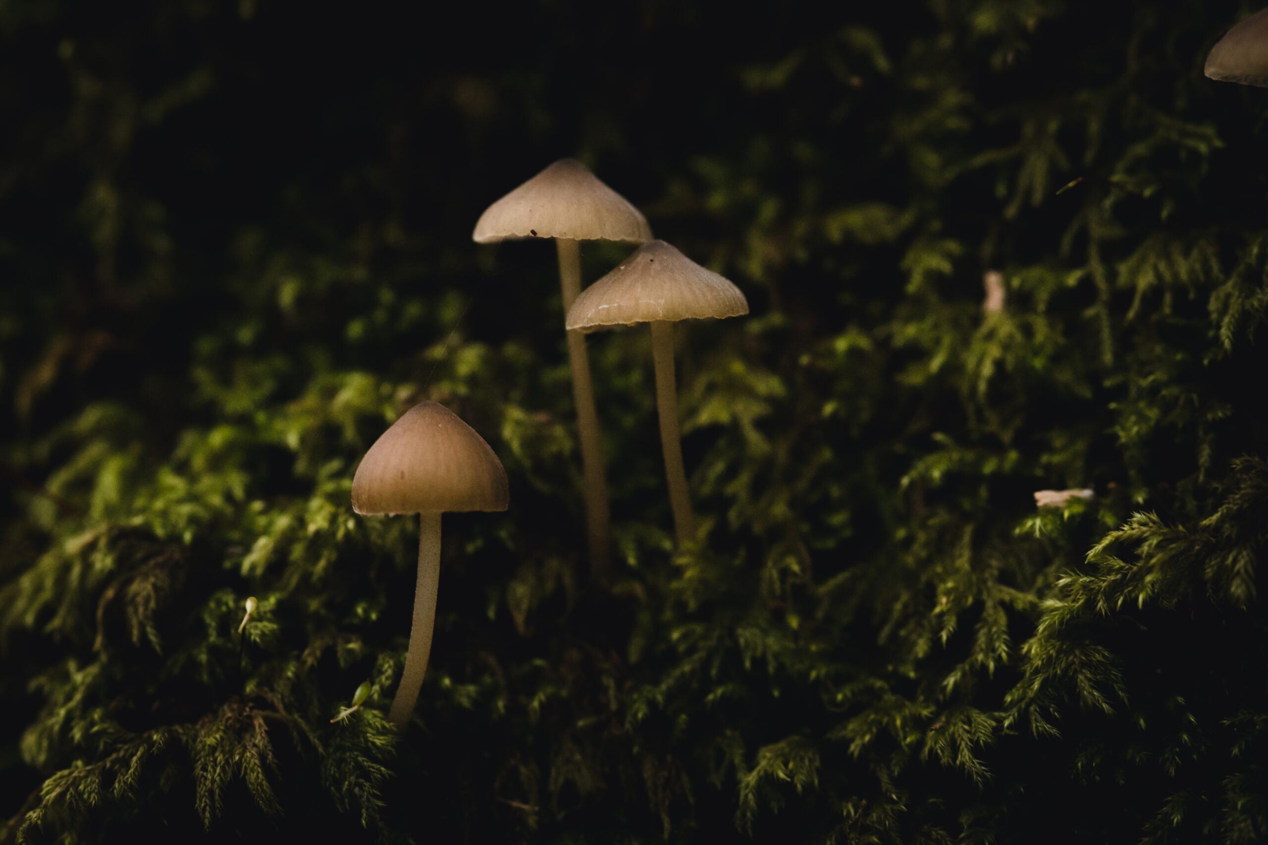 Mushroom Macro Photography - Mycena mushrooms on tree